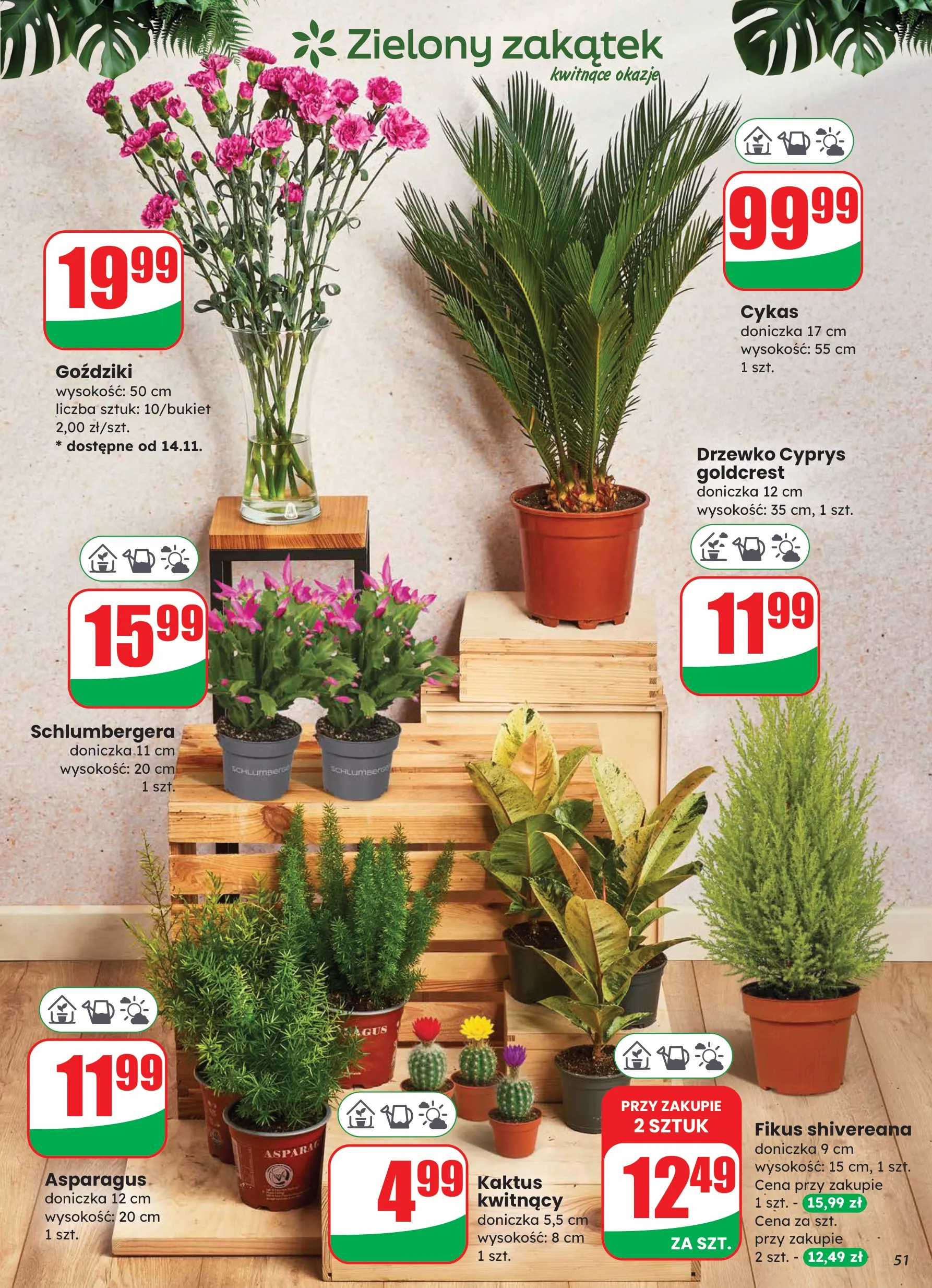 dino - Gazetka Dino - ważna od 12.11. do 18.11. - page: 51