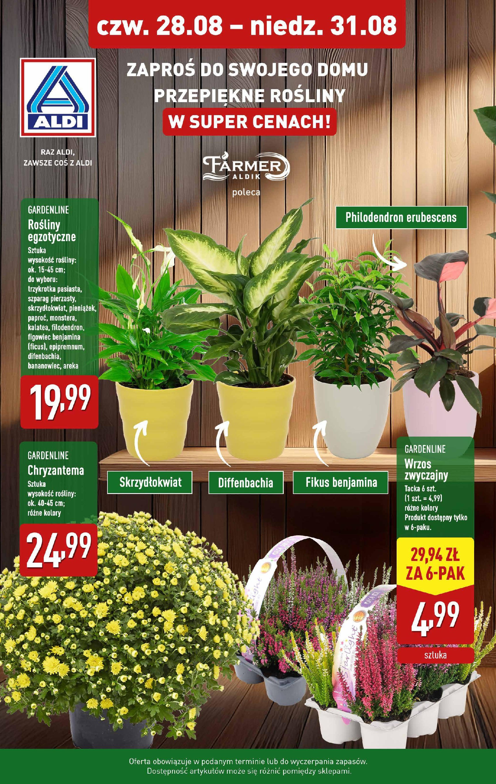 aldi - Gazetka ALDI - Kwiaty - ważna od 28.08. do 31.08.