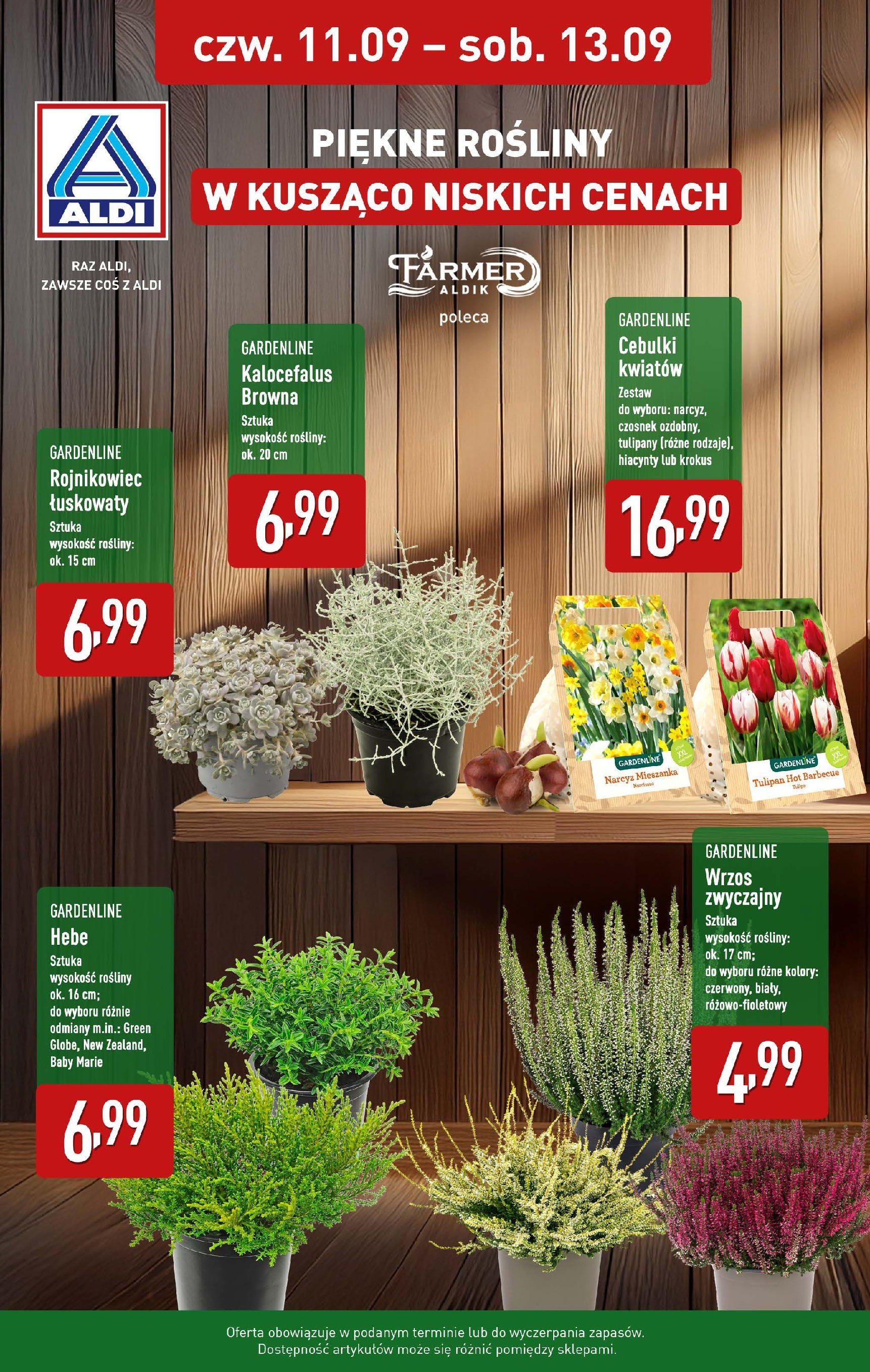 aldi - Gazetka ALDI - Piękne rośliny - ważna od 11.09. do 13.09.