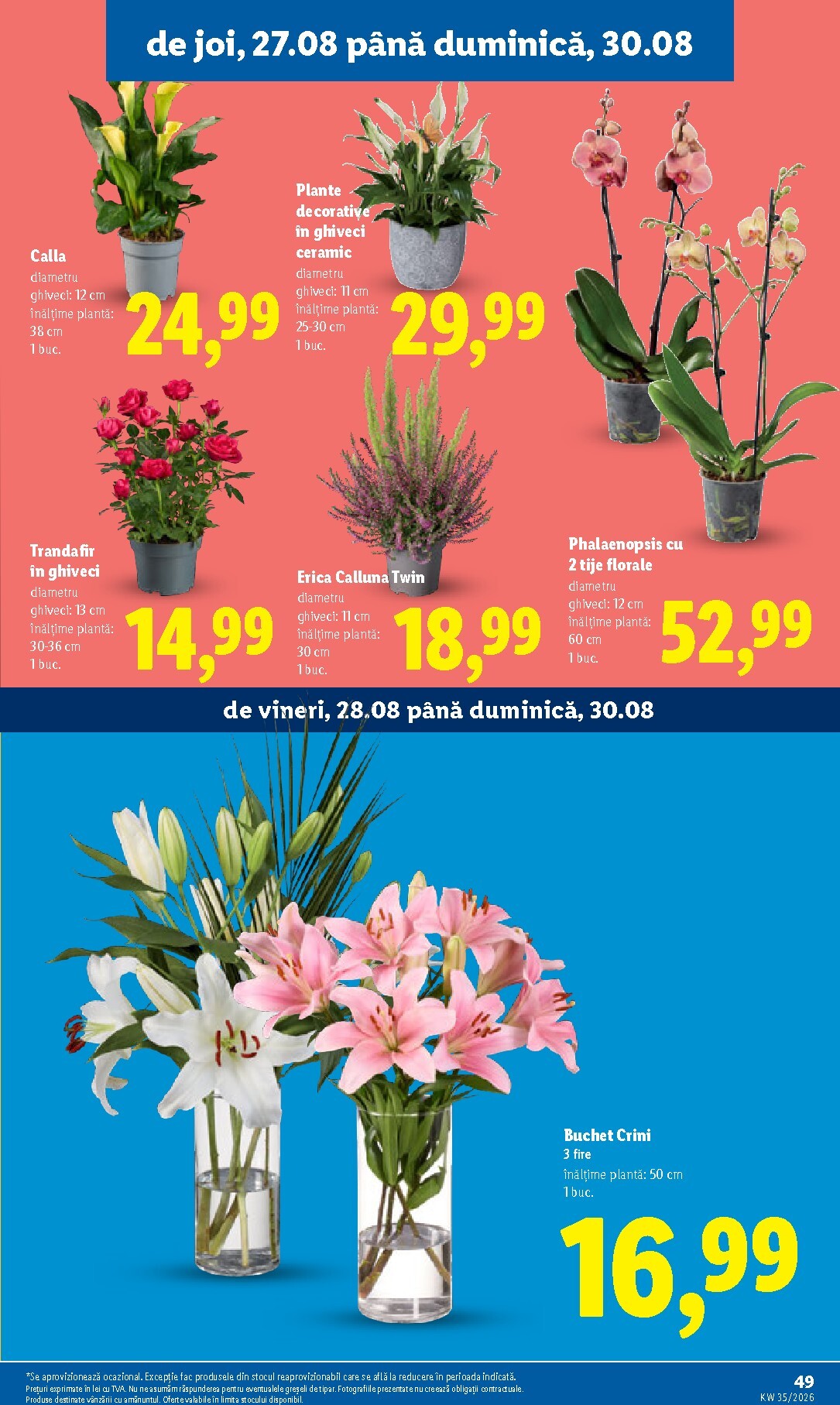 lidl - Lidl pliante pentru săptămâna viitoare de la luni 24.08.2026 până la duminică 30.08.2026 - page: 49