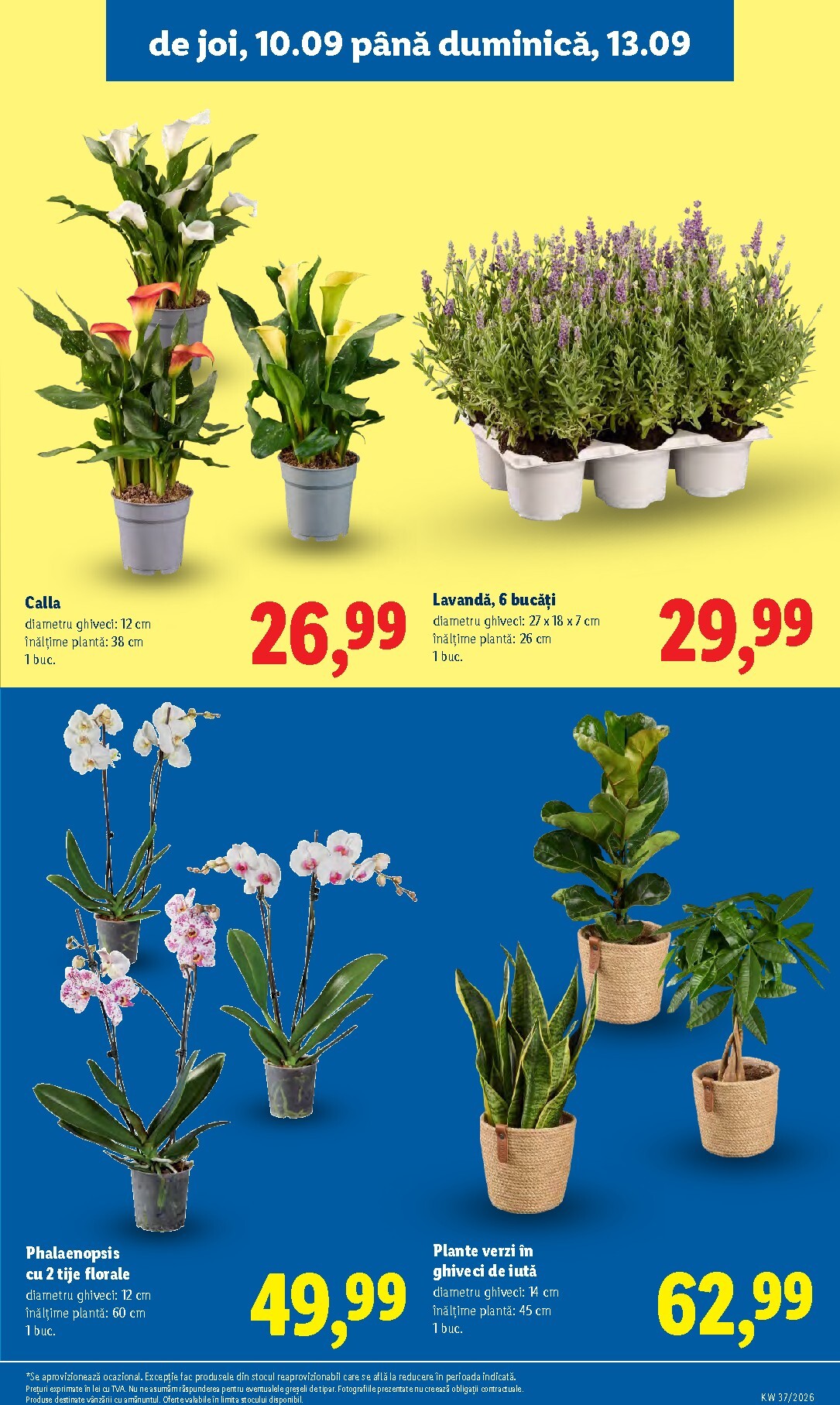 lidl - Brosura Lidl valabilă de la luni 07.09.2026 până la duminică 13.09.2026 - page: 51