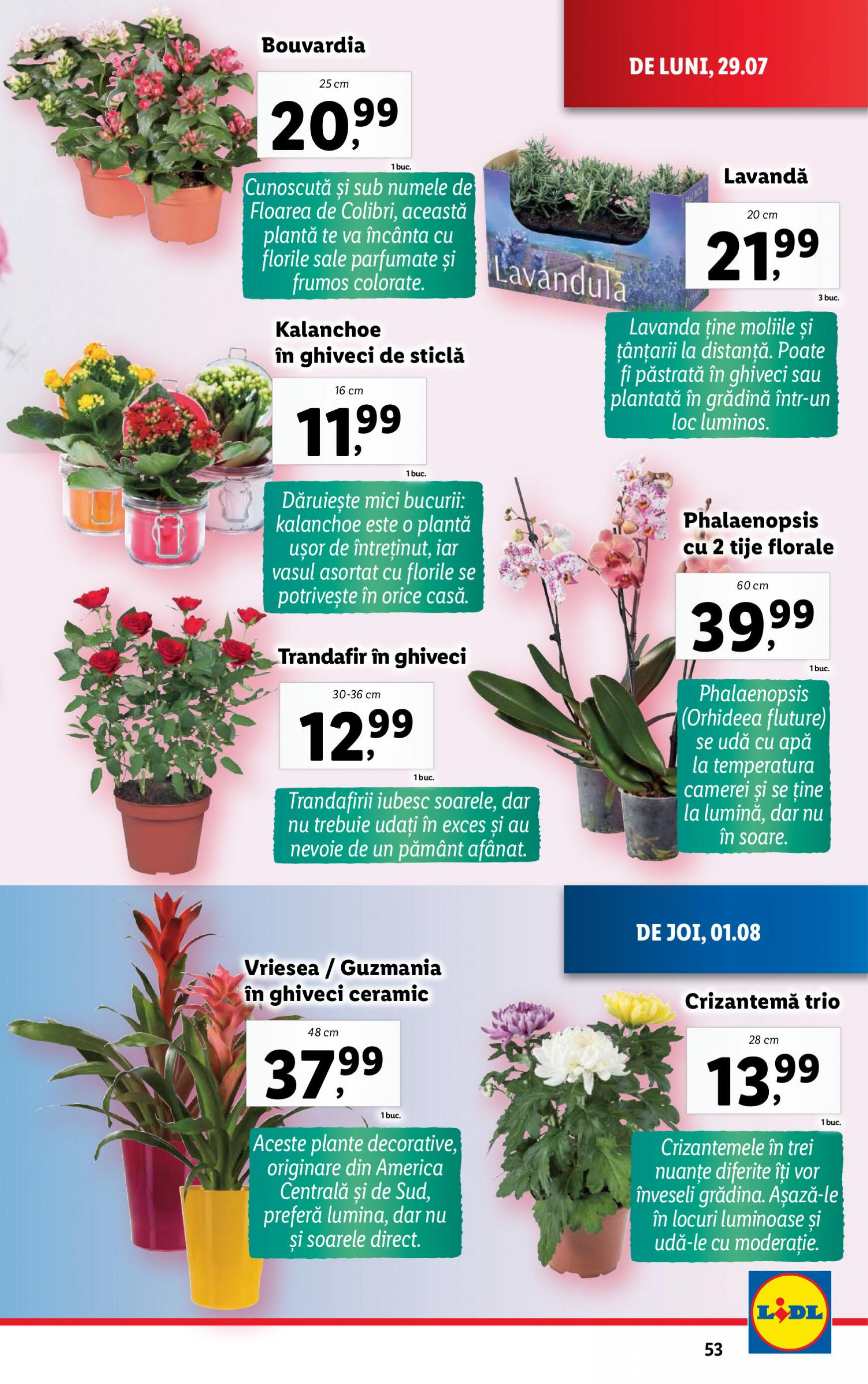 lidl - Catalog nou Lidl 29.07. - 04.08. - page: 53