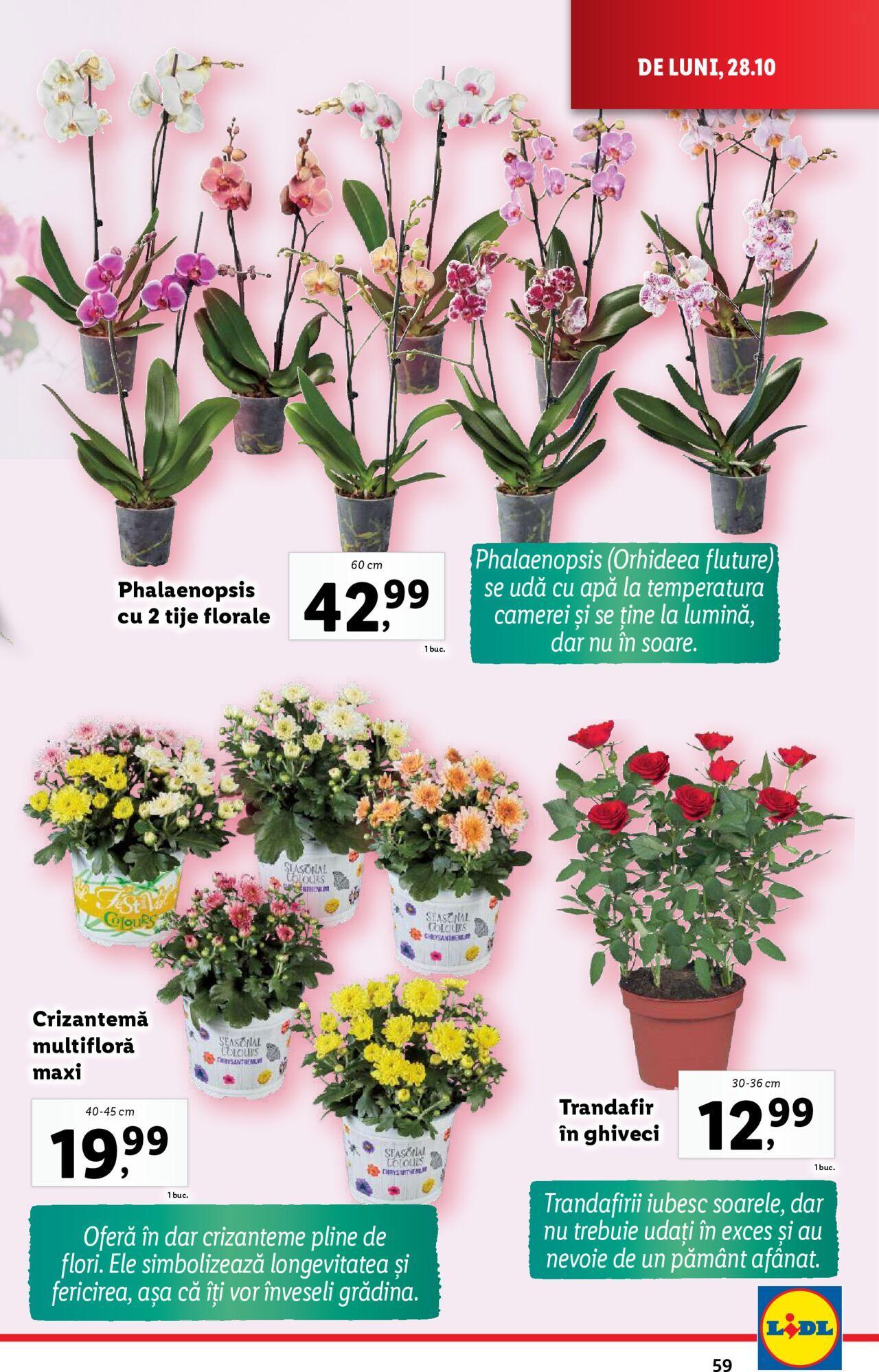 lidl - Catalog LIDL 28.10.2024 - 03.11.2024 - page: 59