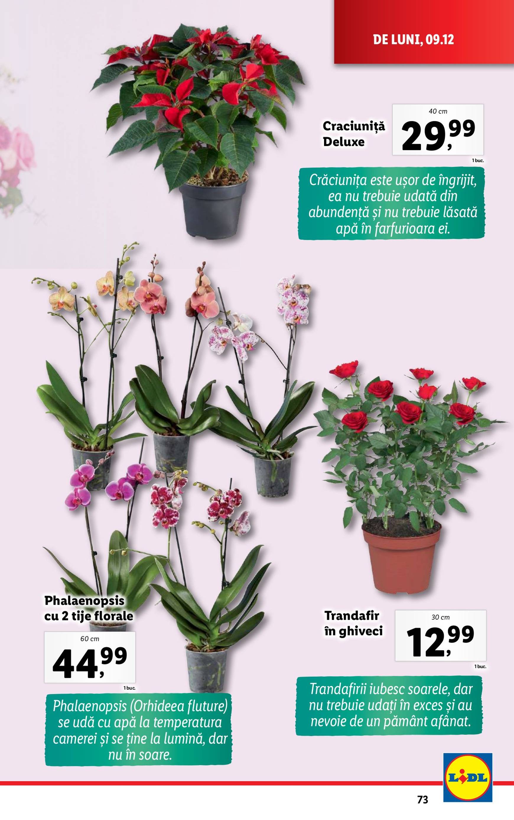 lidl - Catalog Lidl valabil din 09.12. - 15.12. - page: 73