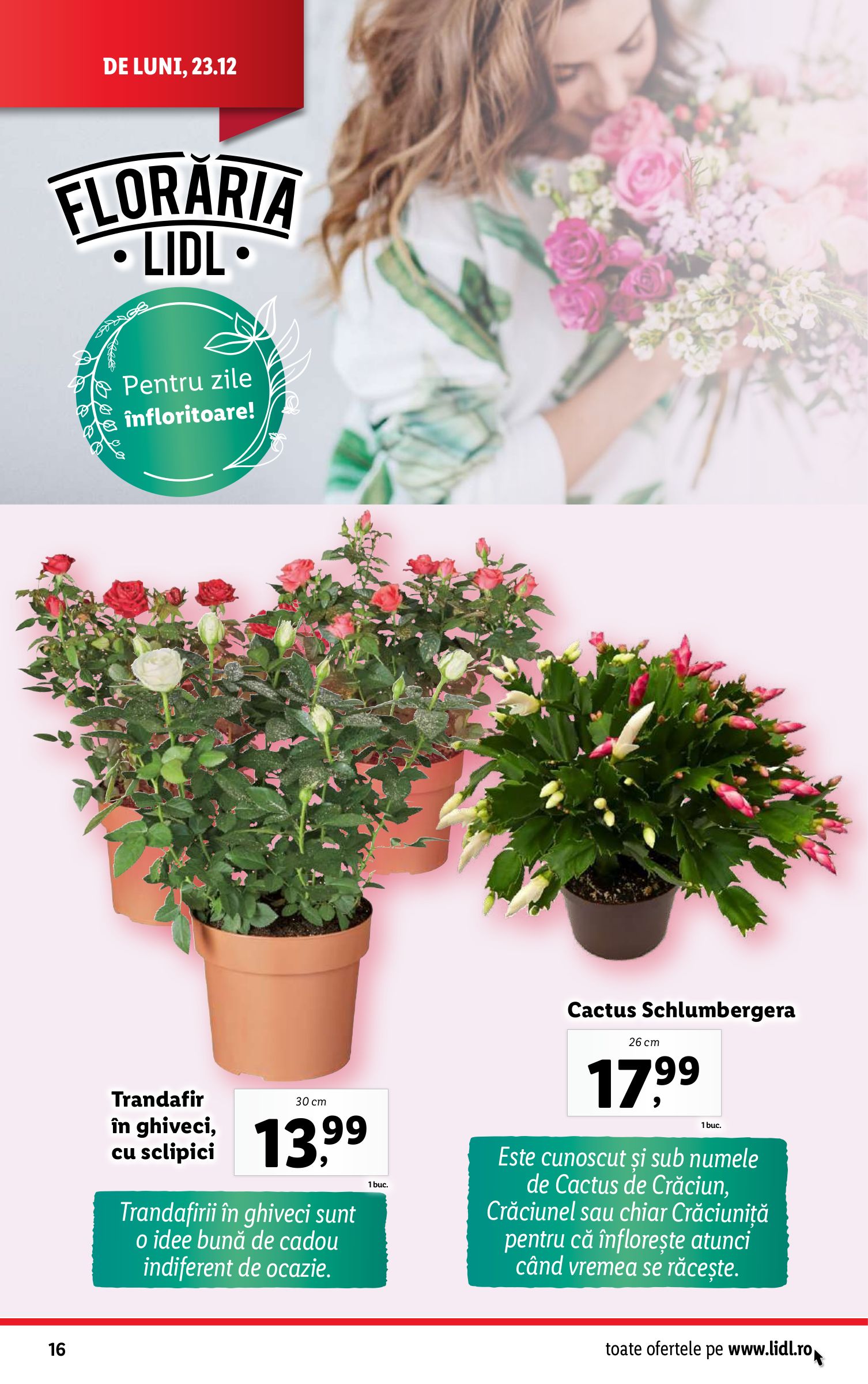 lidl - Catalog Lidl valabil din 23.12. - 24.12. - page: 16