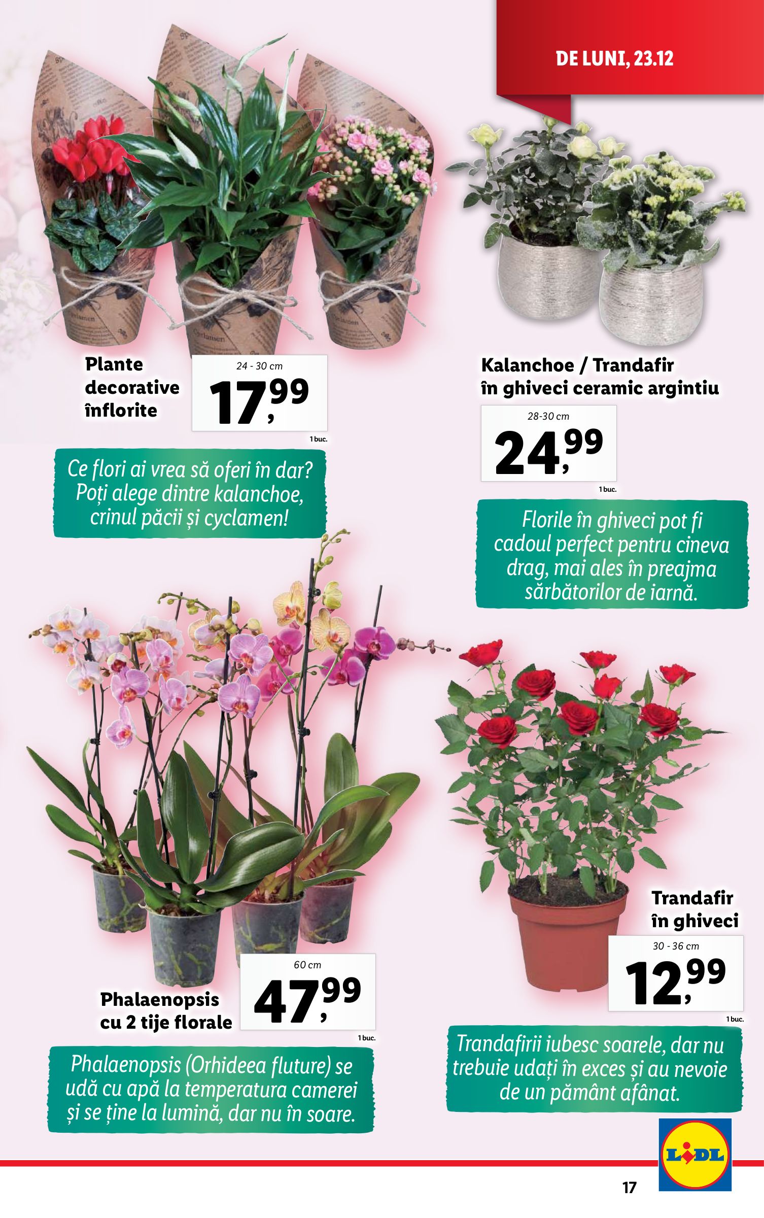 lidl - Catalog Lidl valabil din 23.12. - 24.12. - page: 17