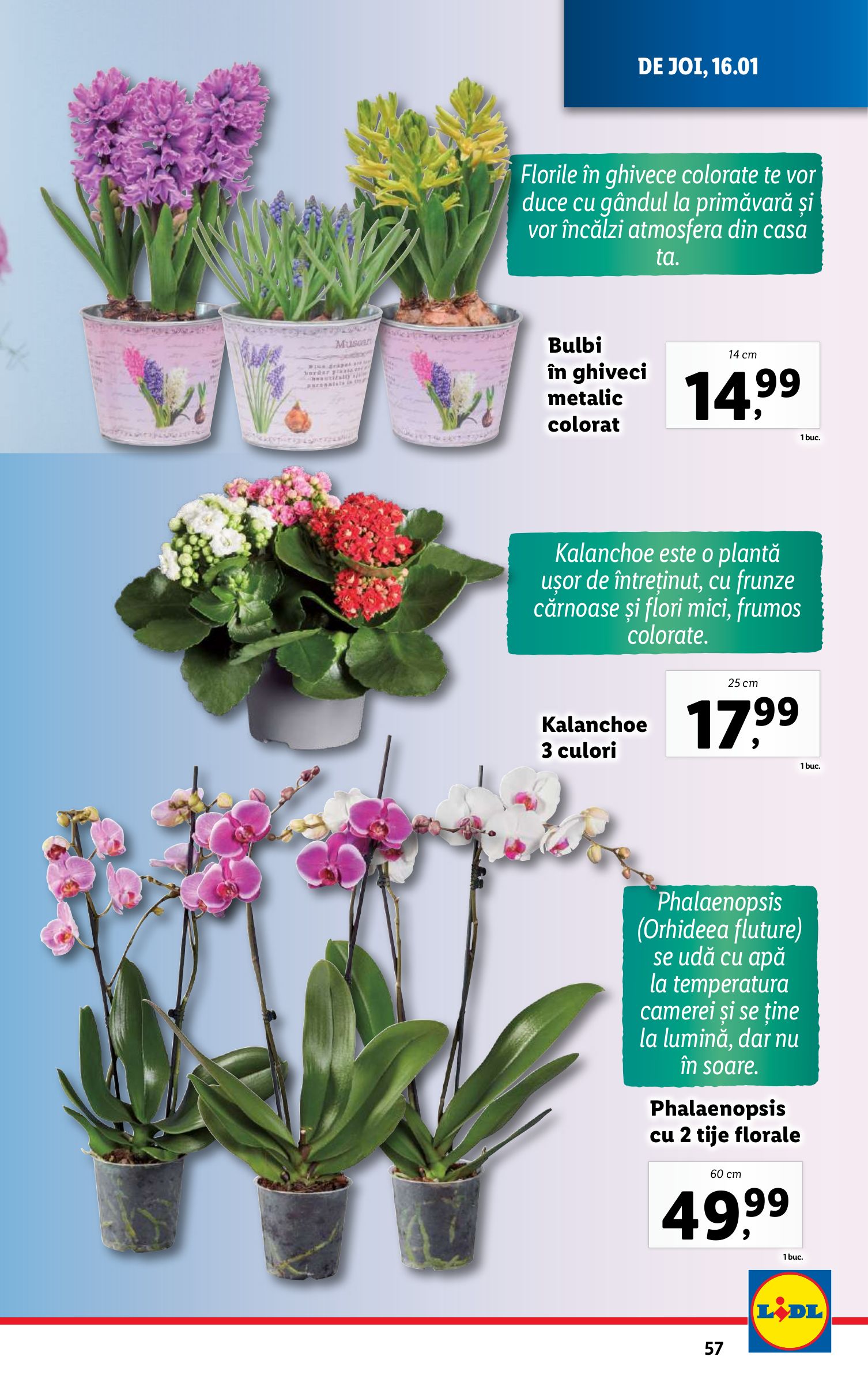 lidl - Catalog Lidl valabil din 13.01. - 19.01. - page: 57