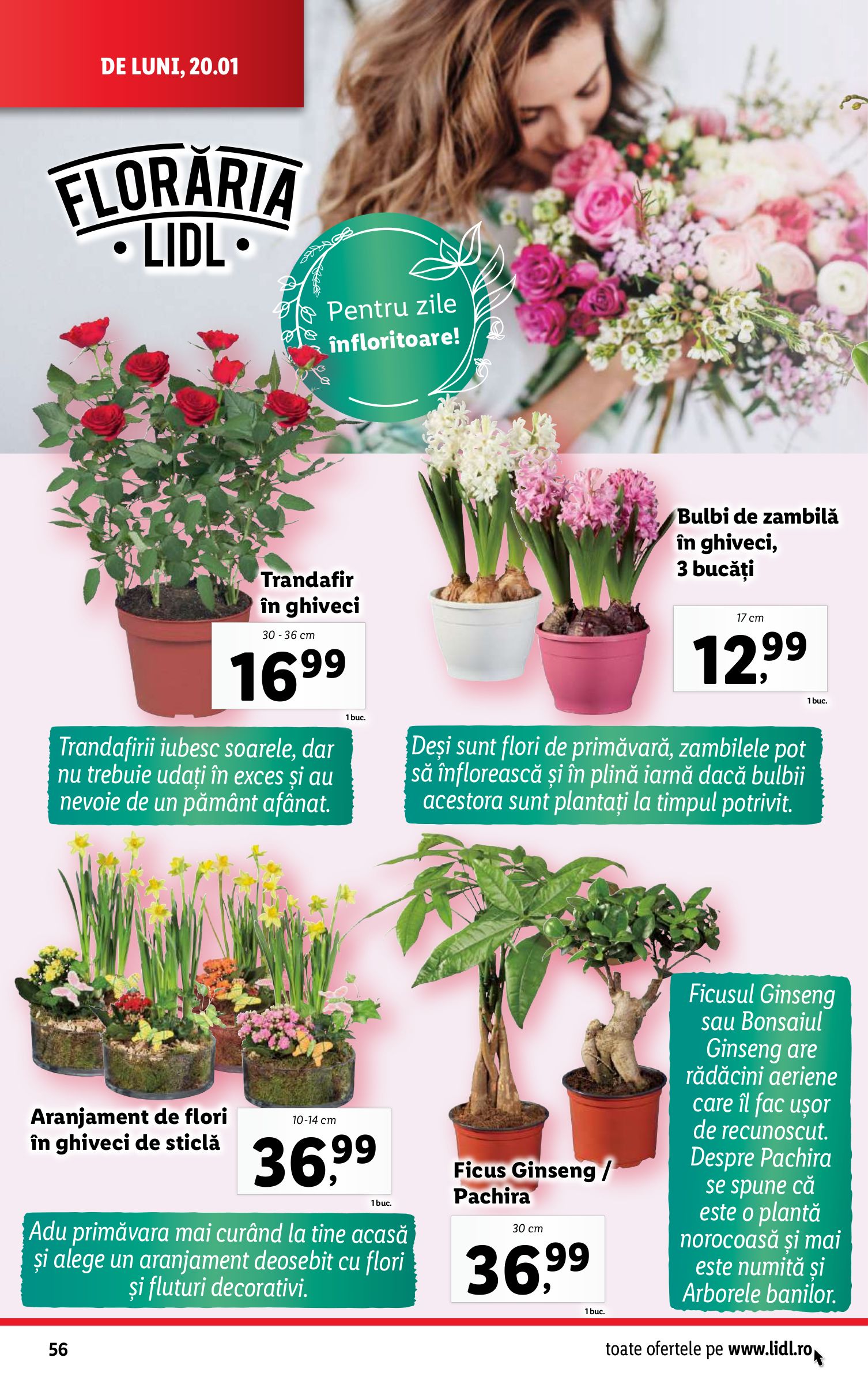 lidl - Catalog Lidl valabil din 20.01. - 26.01. - page: 56