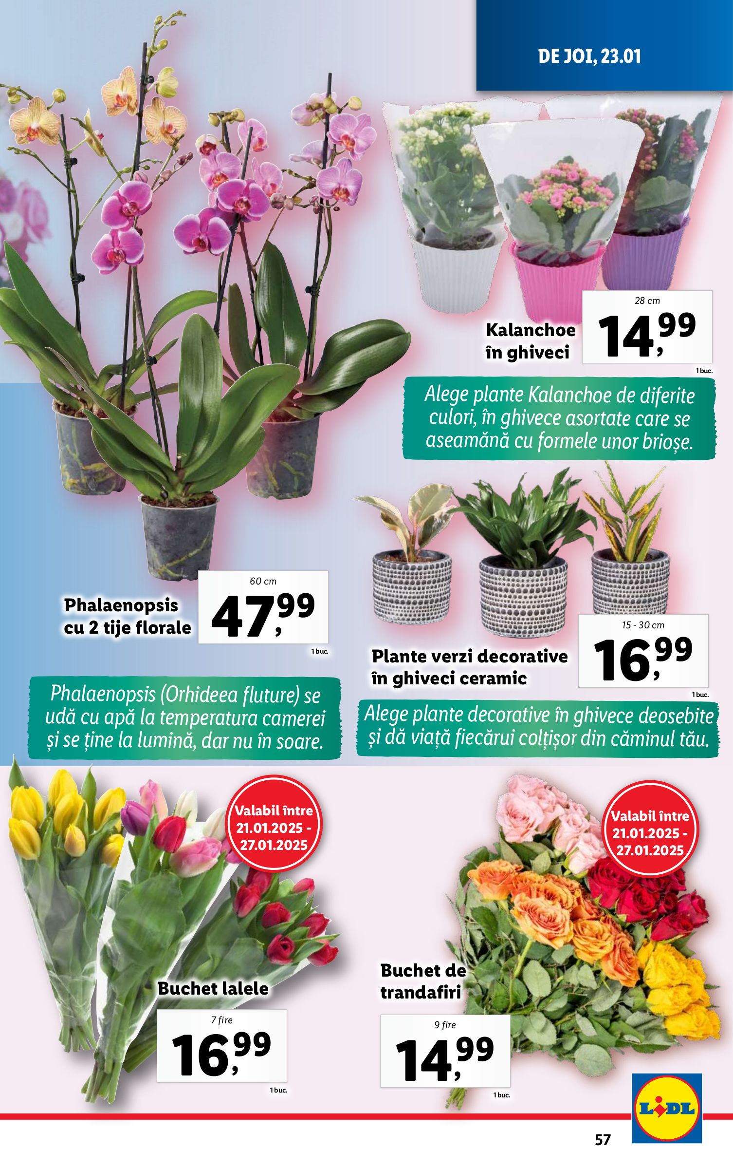 lidl - Catalog Lidl valabil din 20.01. - 26.01. - page: 57