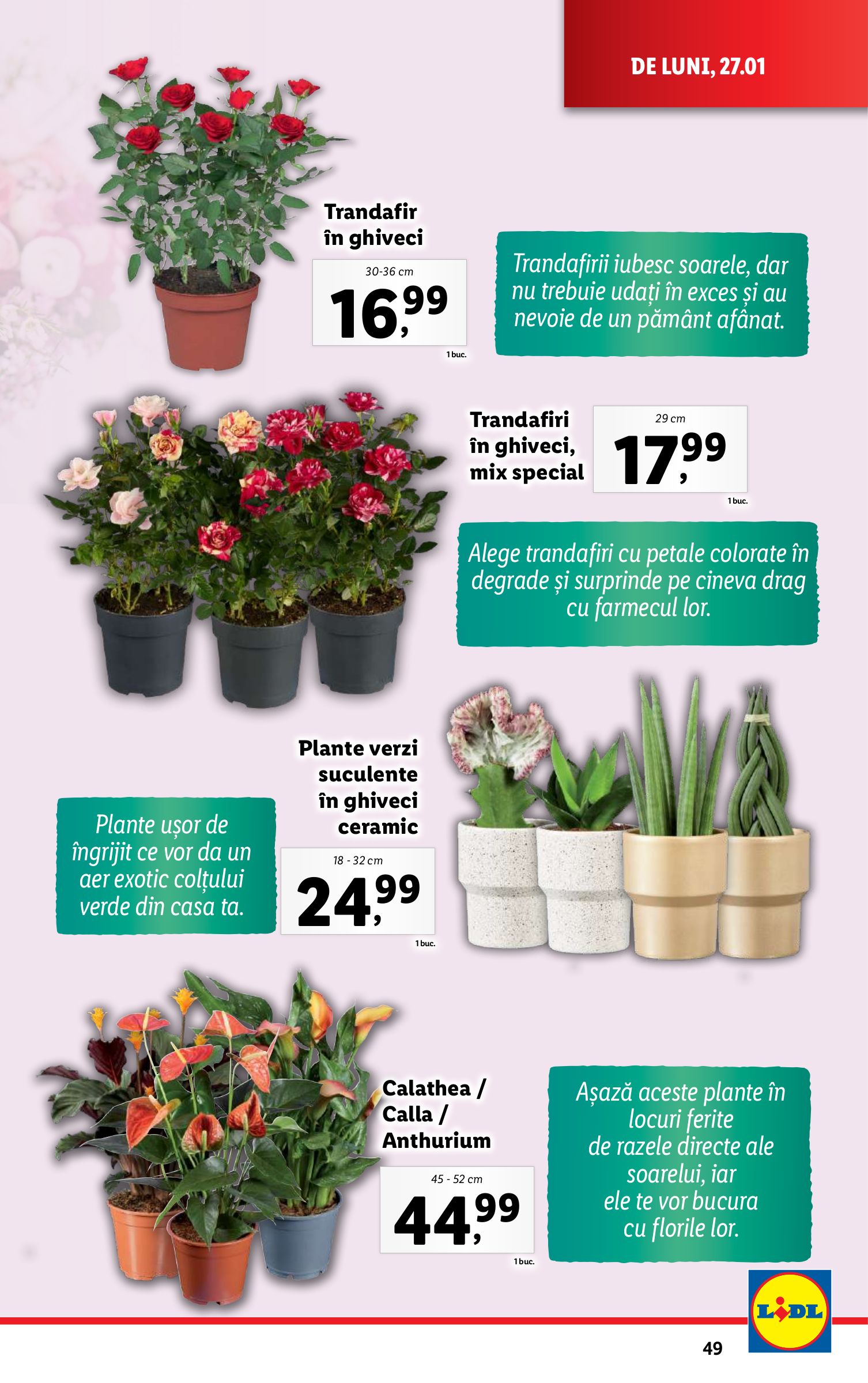 lidl - Catalog Lidl valabil din 27.01. - 02.02. - page: 49