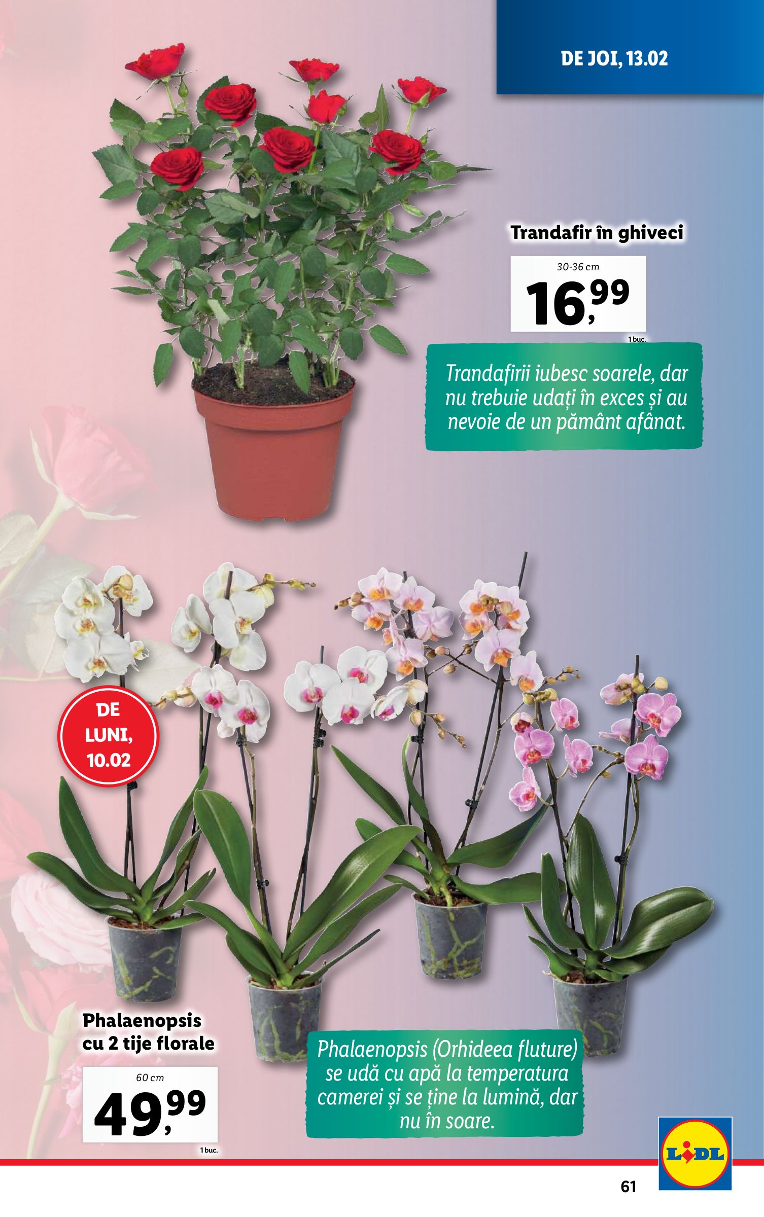 lidl - Catalog Lidl valabil din 10.02. - 16.02. - page: 61