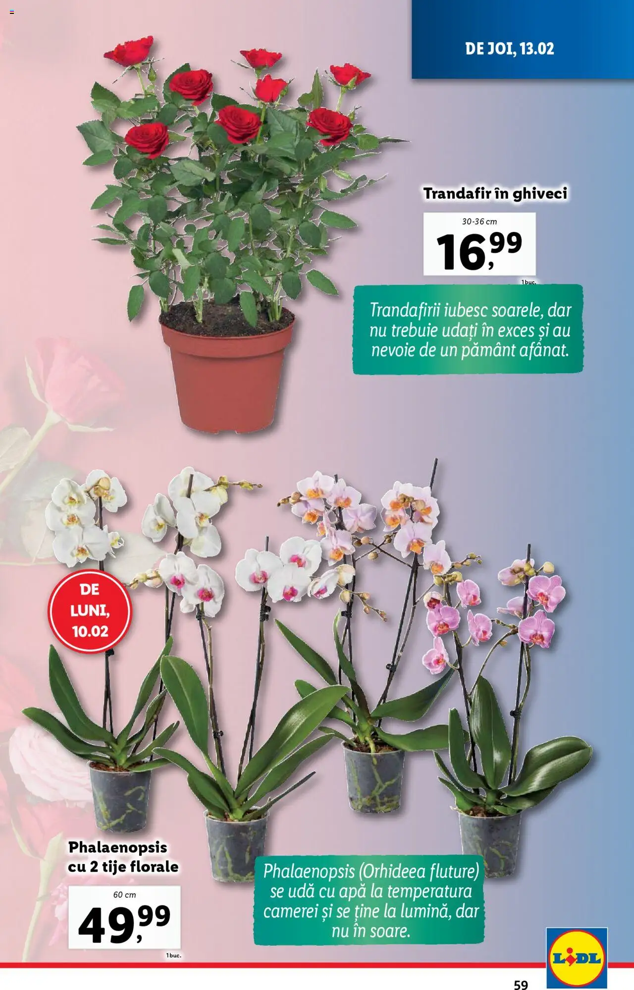 lidl - Catalog LIDL 10.02.2025 - 16.02.2025 - page: 59