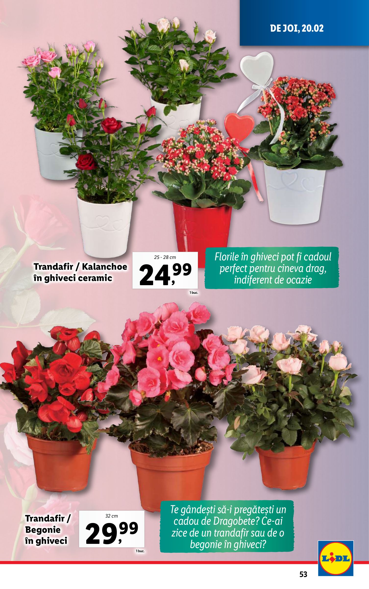 lidl - Catalog Lidl valabil din 17.02. - 23.02. - page: 53