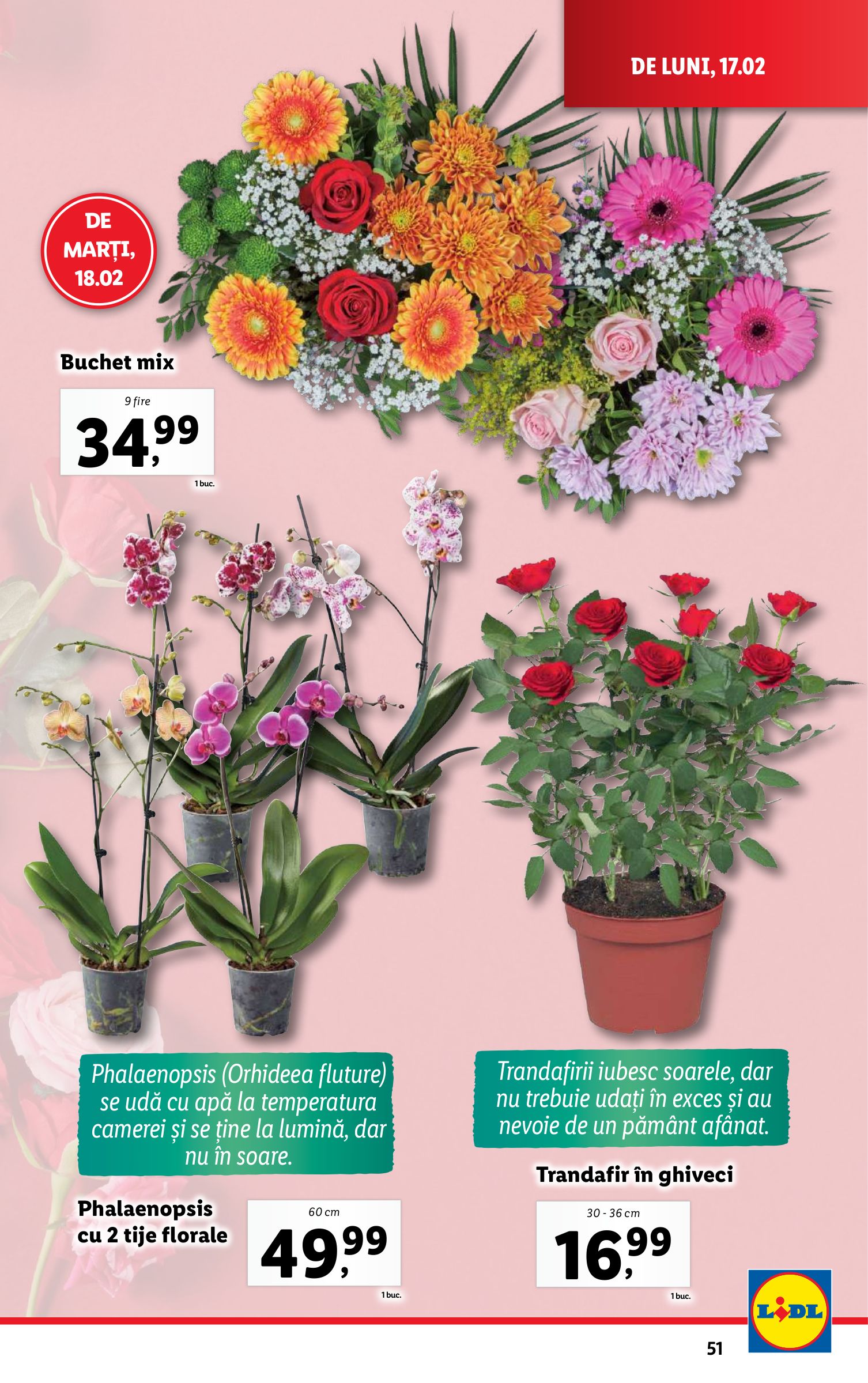 lidl - Catalog Lidl valabil din 17.02. - 23.02. - page: 51