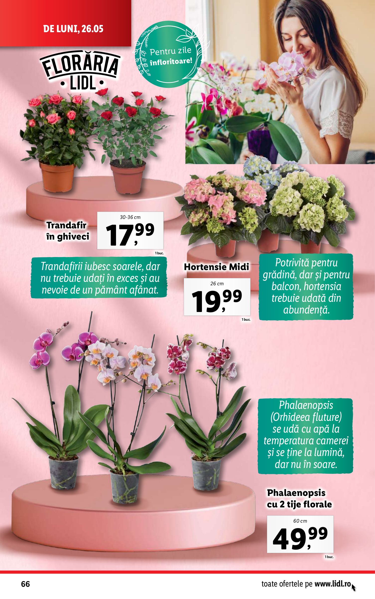 lidl - Catalog Lidl valabil din 26.05. - 01.06. - page: 66 lidl - Catalog Lidl valabil din 26.05. - 01.06. - page: 66