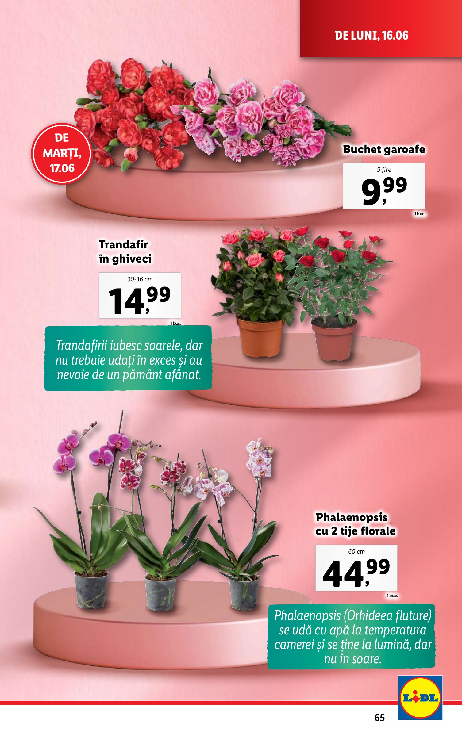 lidl - Catalog Lidl valabil din 16.06. până pe 22.06. - page: 65 lidl - Catalog Lidl valabil din 16.06. până pe 22.06. - page: 65