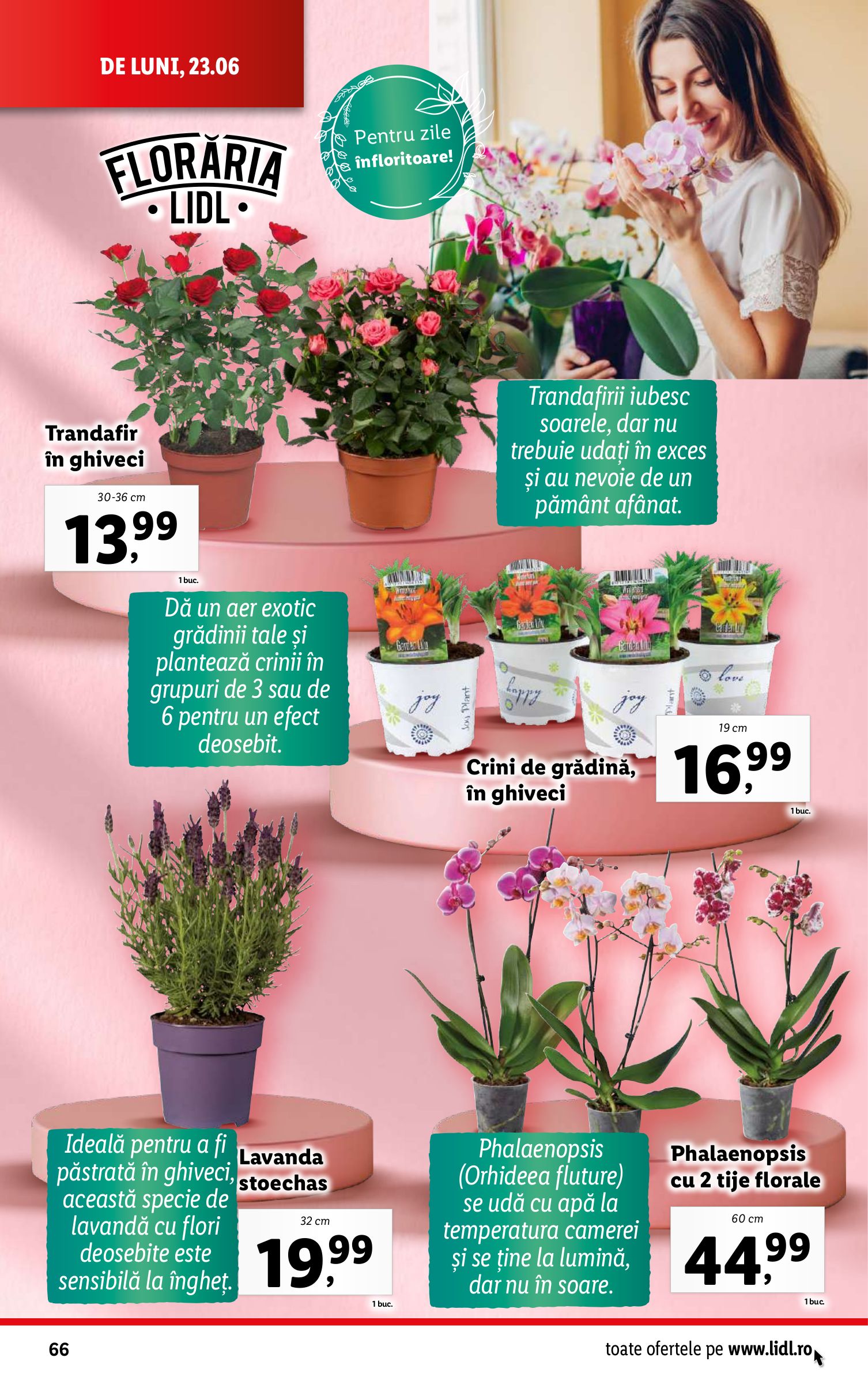 lidl - Catalog Lidl valabil din 23.06. până pe 29.06. - page: 66 lidl - Catalog Lidl valabil din 23.06. până pe 29.06. - page: 66
