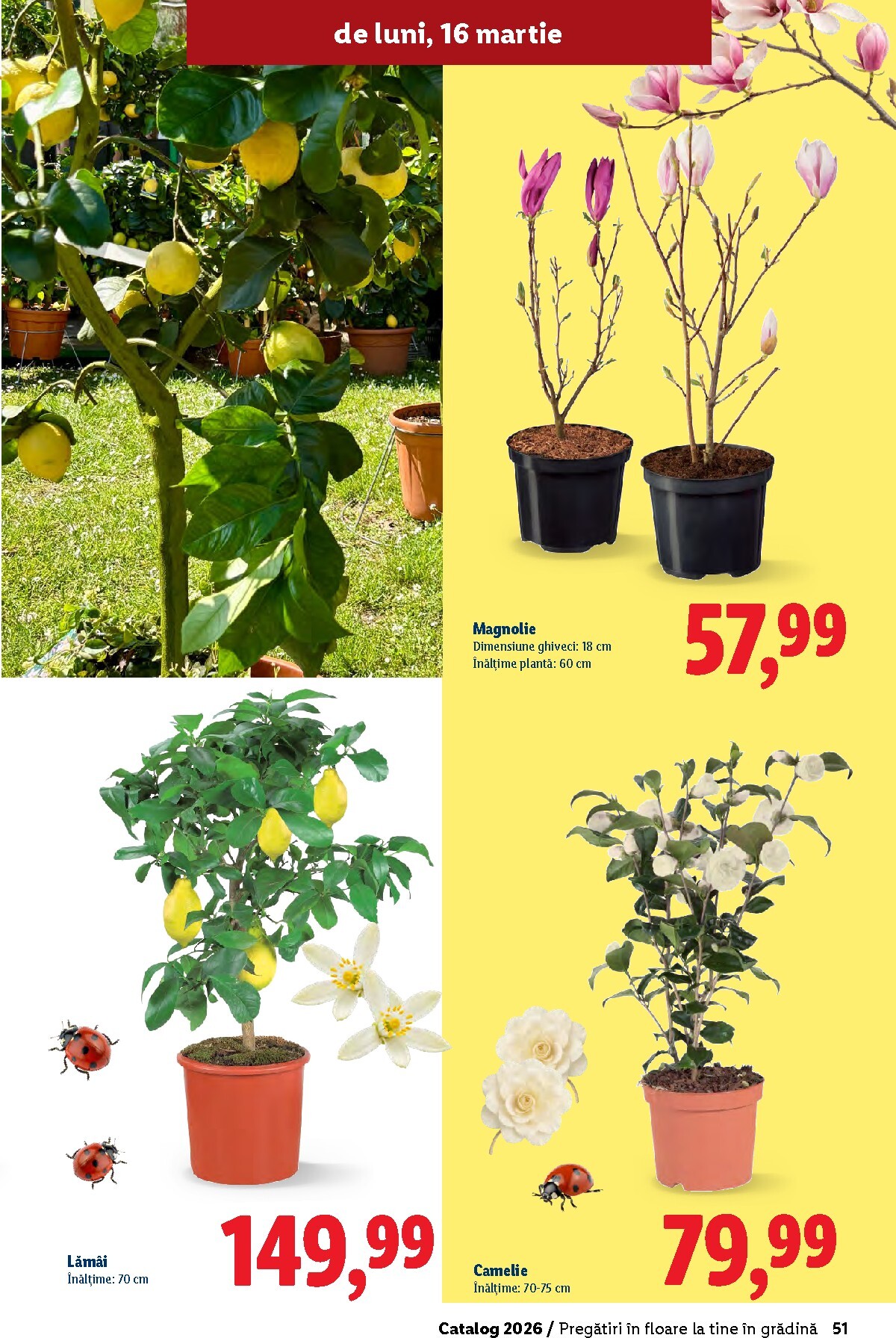 lidl - Catalog Lidl - Grădină online – oferte valabile din 26.02.2026 - page: 51