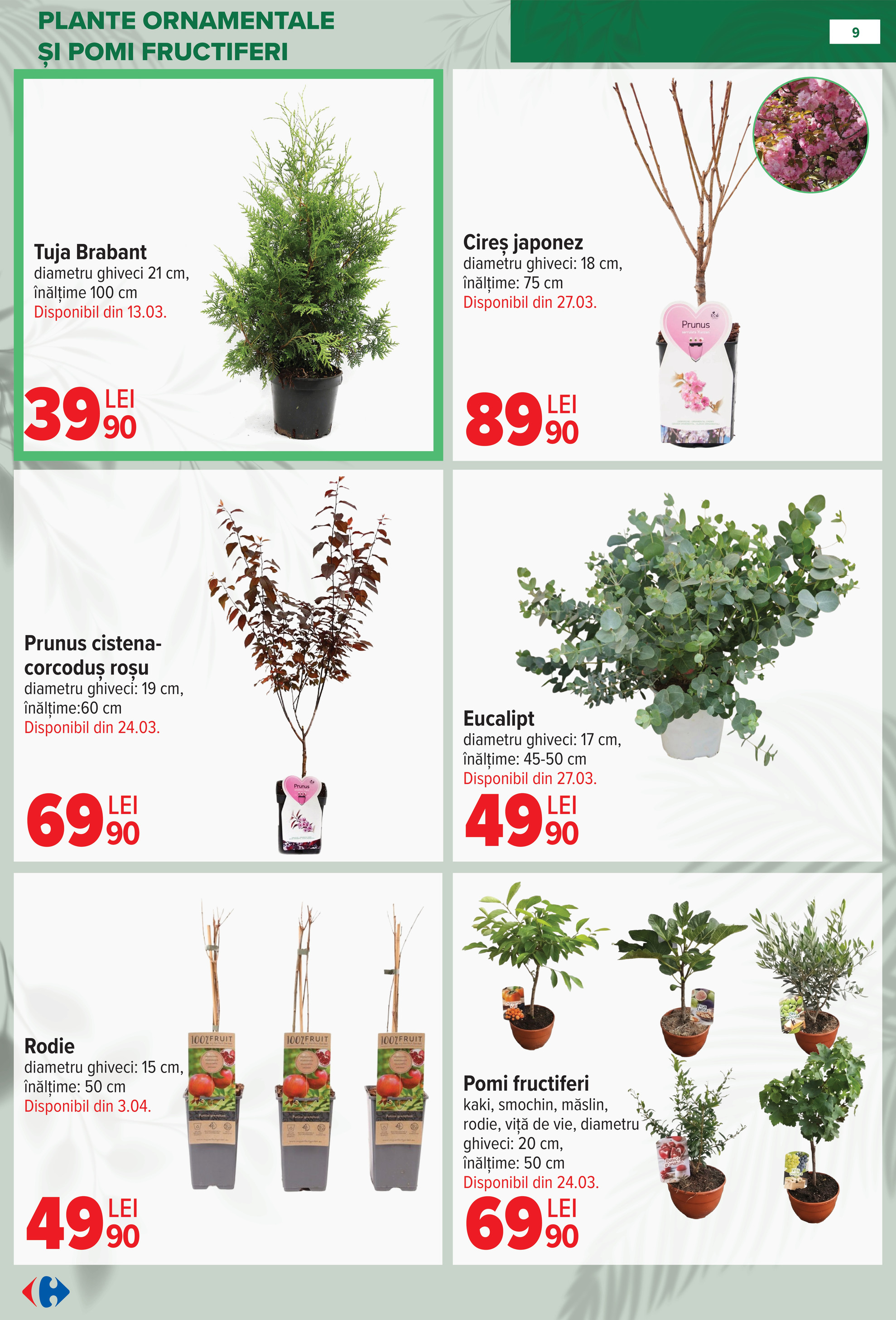 carrefour - Catalog Carrefour - Material saditor online – oferte valabile din 11.02.2026 - page: 9