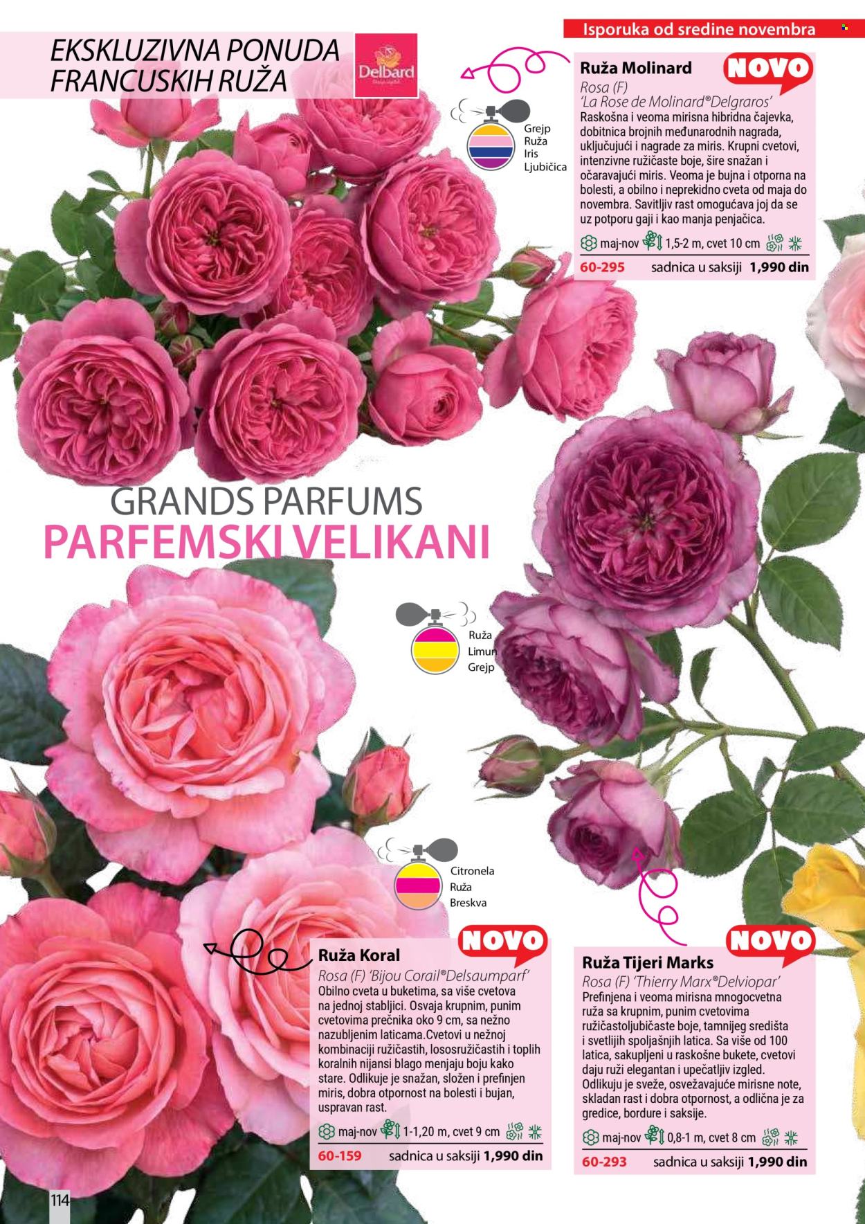 flora-ekspres - Flora Ekspres katalog oktobar 2026 - page: 114