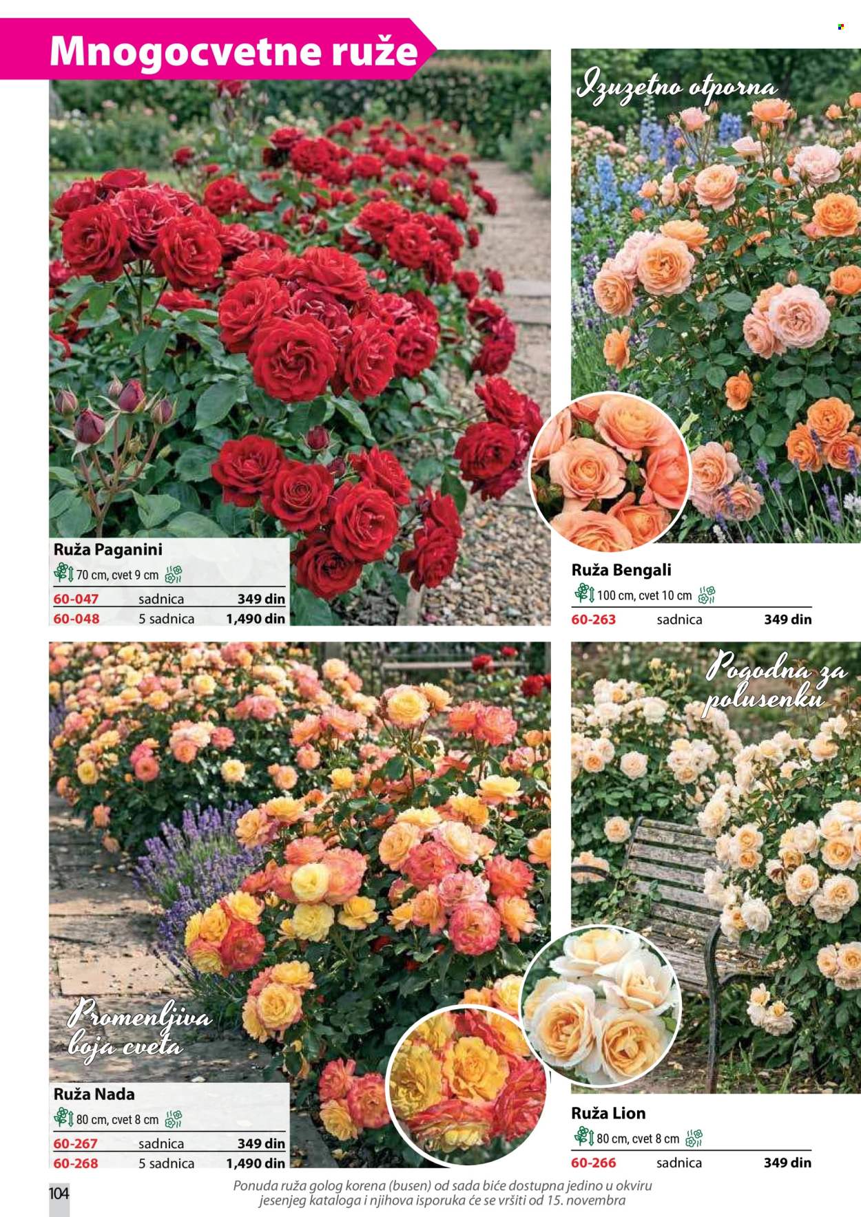 flora-ekspres - Flora Ekspres katalog oktobar 2026 - page: 104
