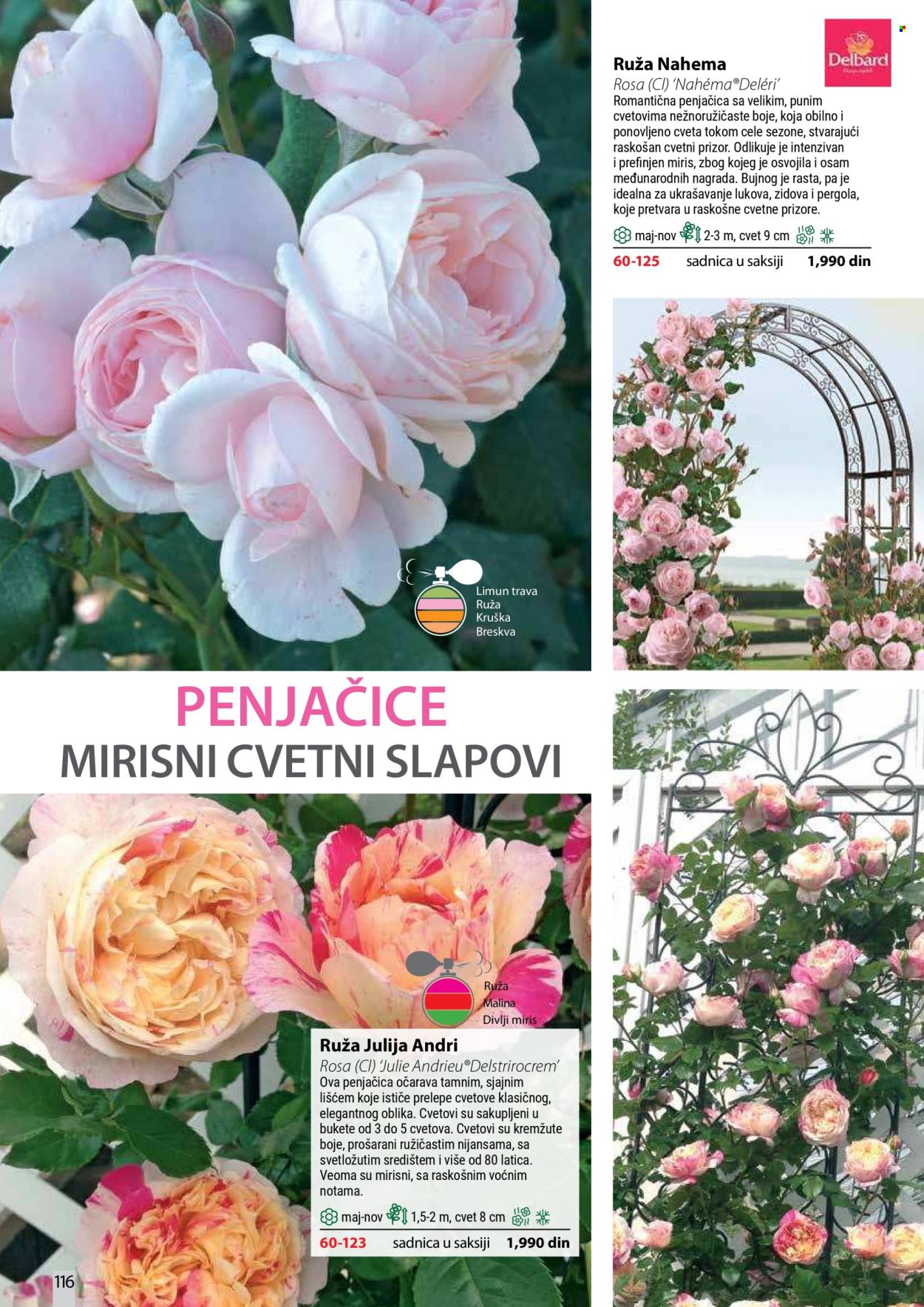 flora-ekspres - Flora Ekspres katalog oktobar 2026 - page: 116