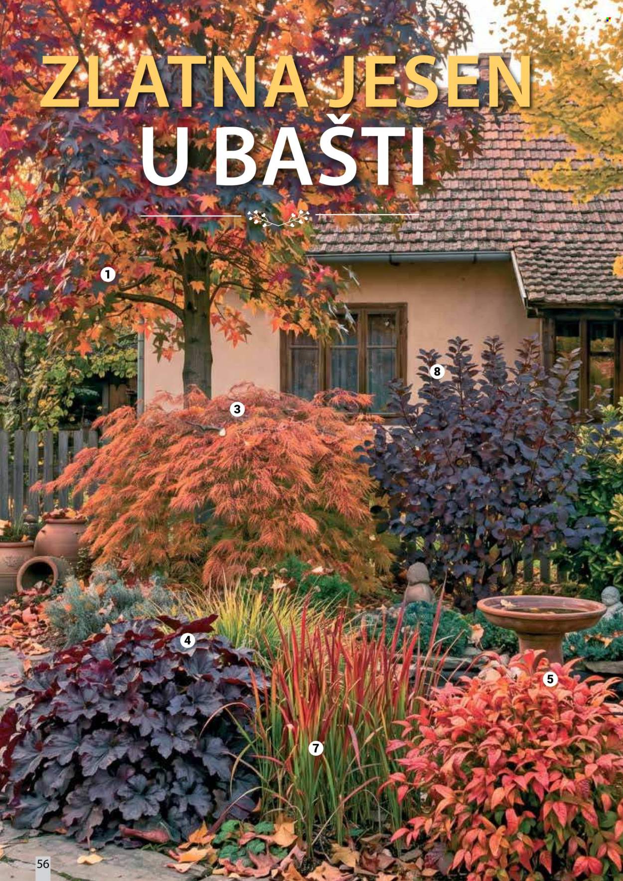 flora-ekspres - Flora Ekspres katalog oktobar 2026 - page: 56