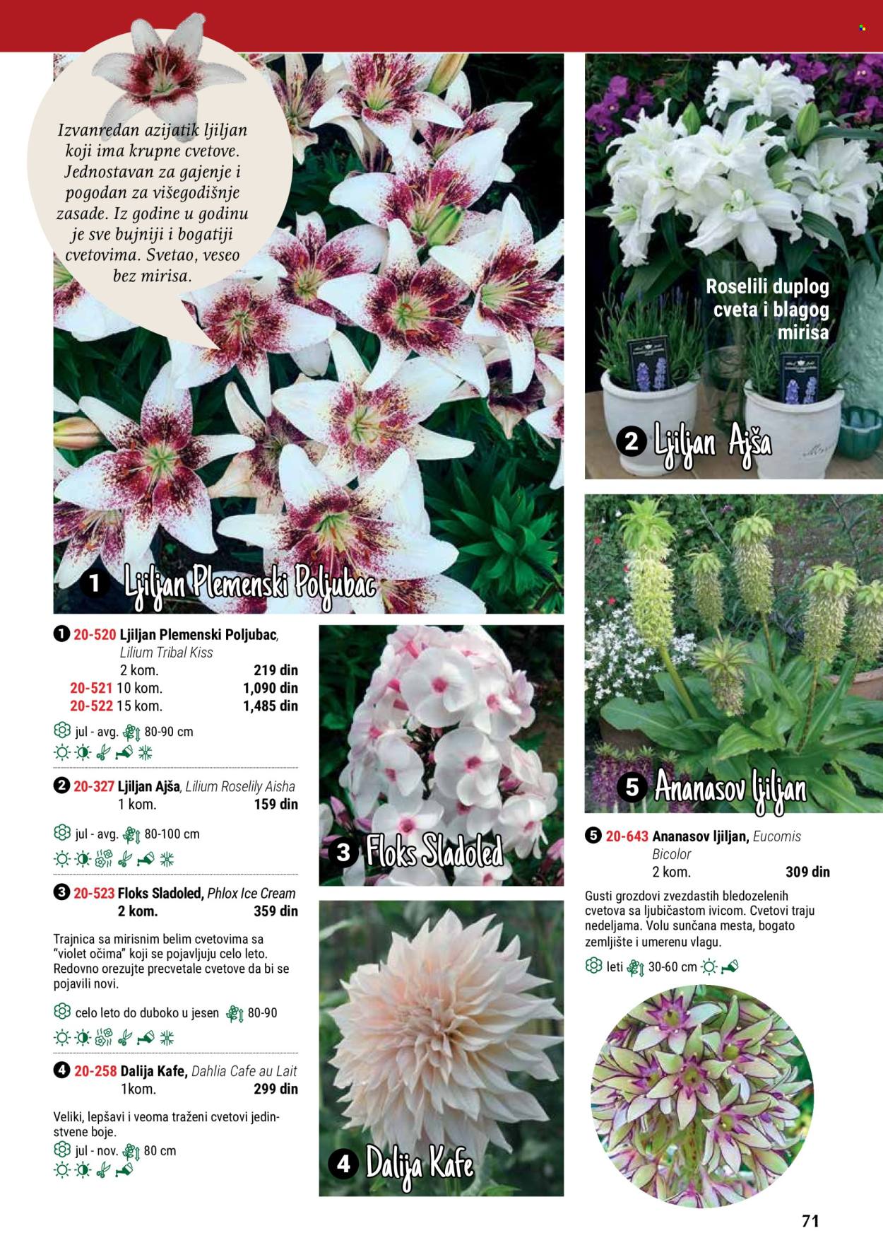 flora-ekspres - Flora Ekspres katalog maj 2024 - strana 1 - page: 71