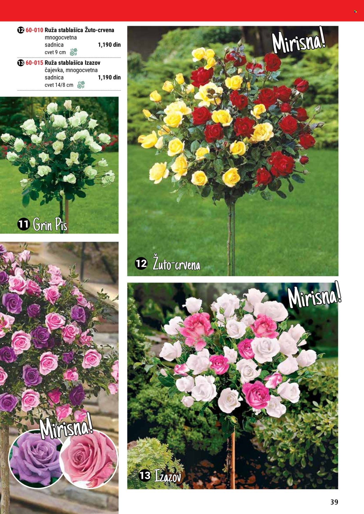 flora-ekspres - Flora Ekspres katalog maj 2024 - strana 1 - page: 39