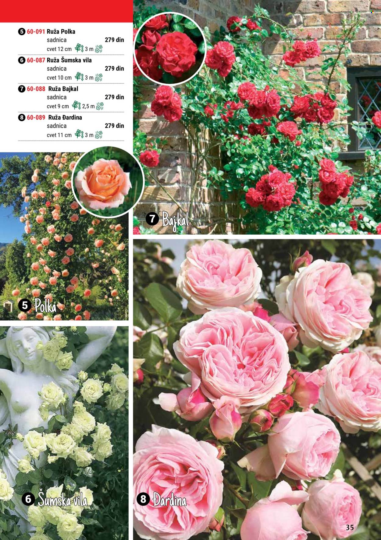 flora-ekspres - Flora Ekspres katalog maj 2024 - strana 1 - page: 35