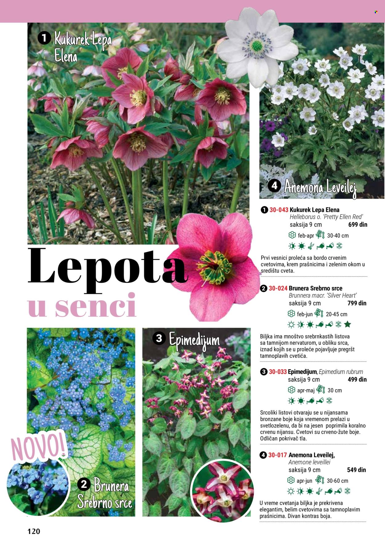 flora-ekspres - Flora Ekspres katalog maj 2024 - strana 1 - page: 120