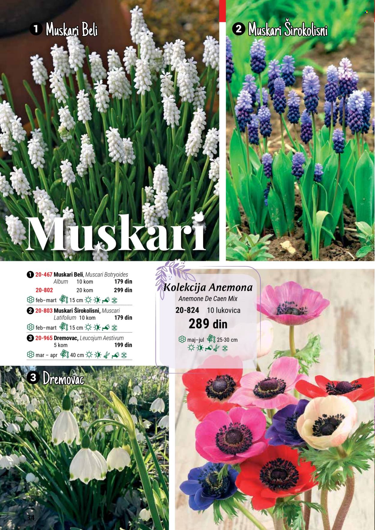 flora-ekspres - Flora Ekspres katalog septembar 2025 - page: 34 flora-ekspres - Flora Ekspres katalog septembar 2025 - page: 34