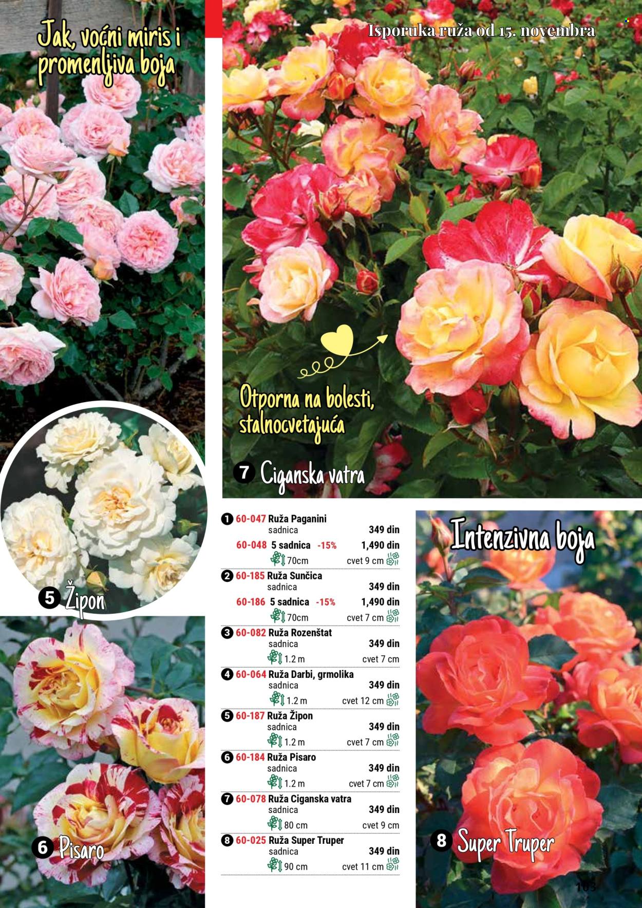 flora-ekspres - Flora Ekspres katalog septembar 2025 - page: 103 flora-ekspres - Flora Ekspres katalog septembar 2025 - page: 103