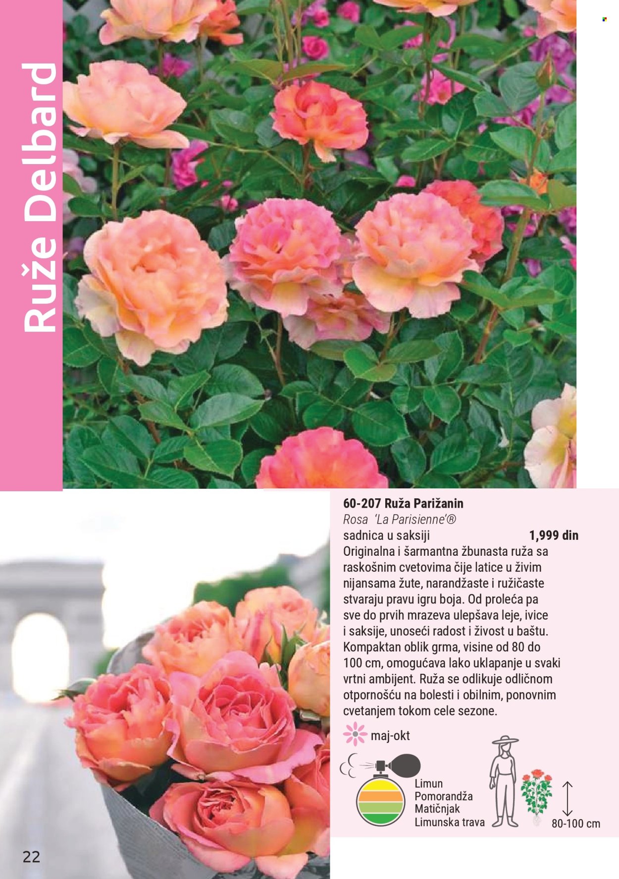 flora-ekspres - Flora Ekspres katalog novembar 2025 - page: 22