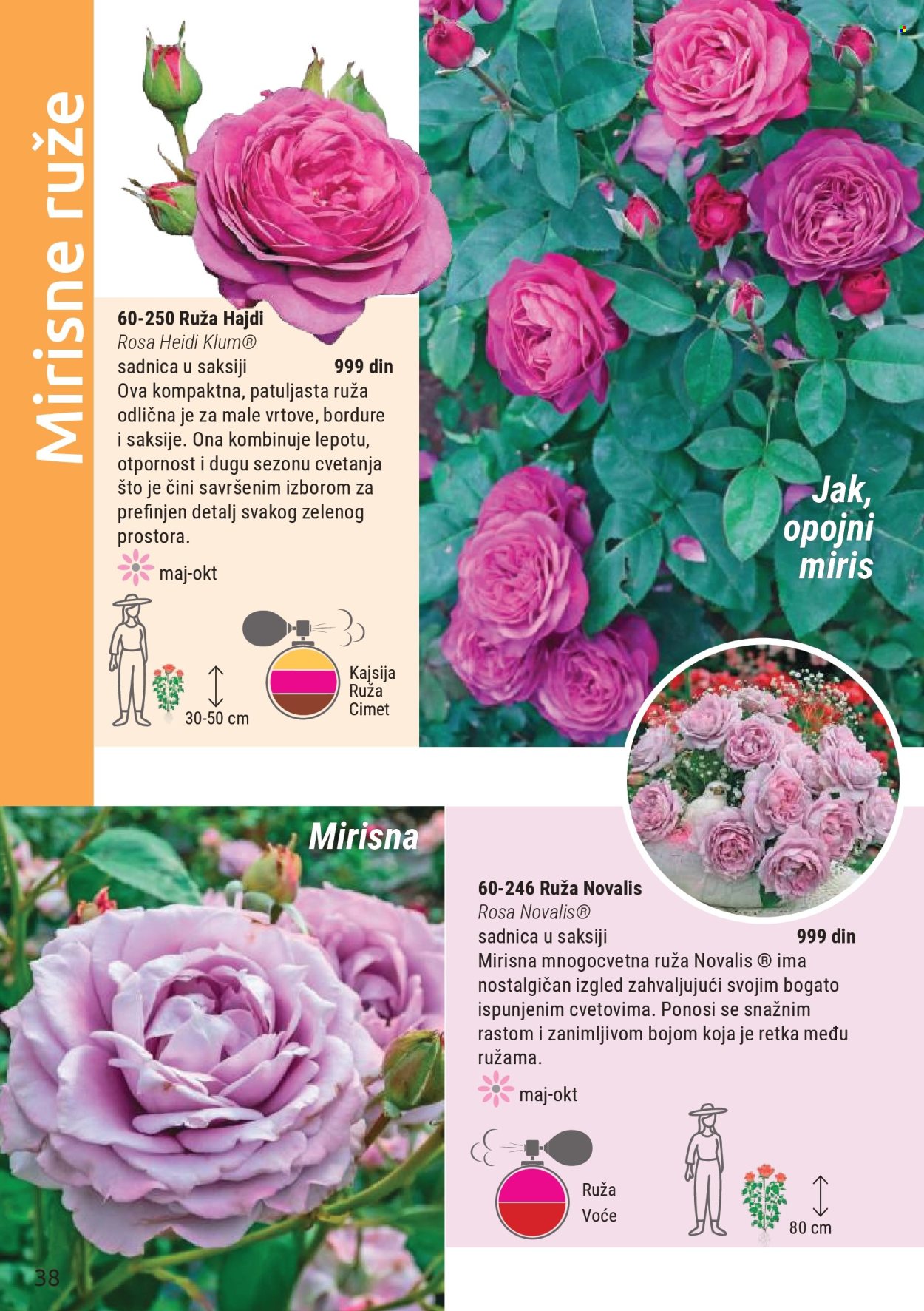 flora-ekspres - Flora Ekspres katalog novembar 2025 - page: 38