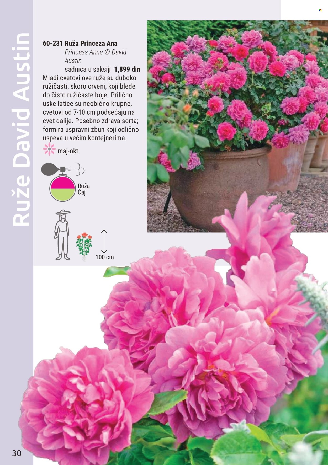 flora-ekspres - Flora Ekspres katalog novembar 2025 - page: 30