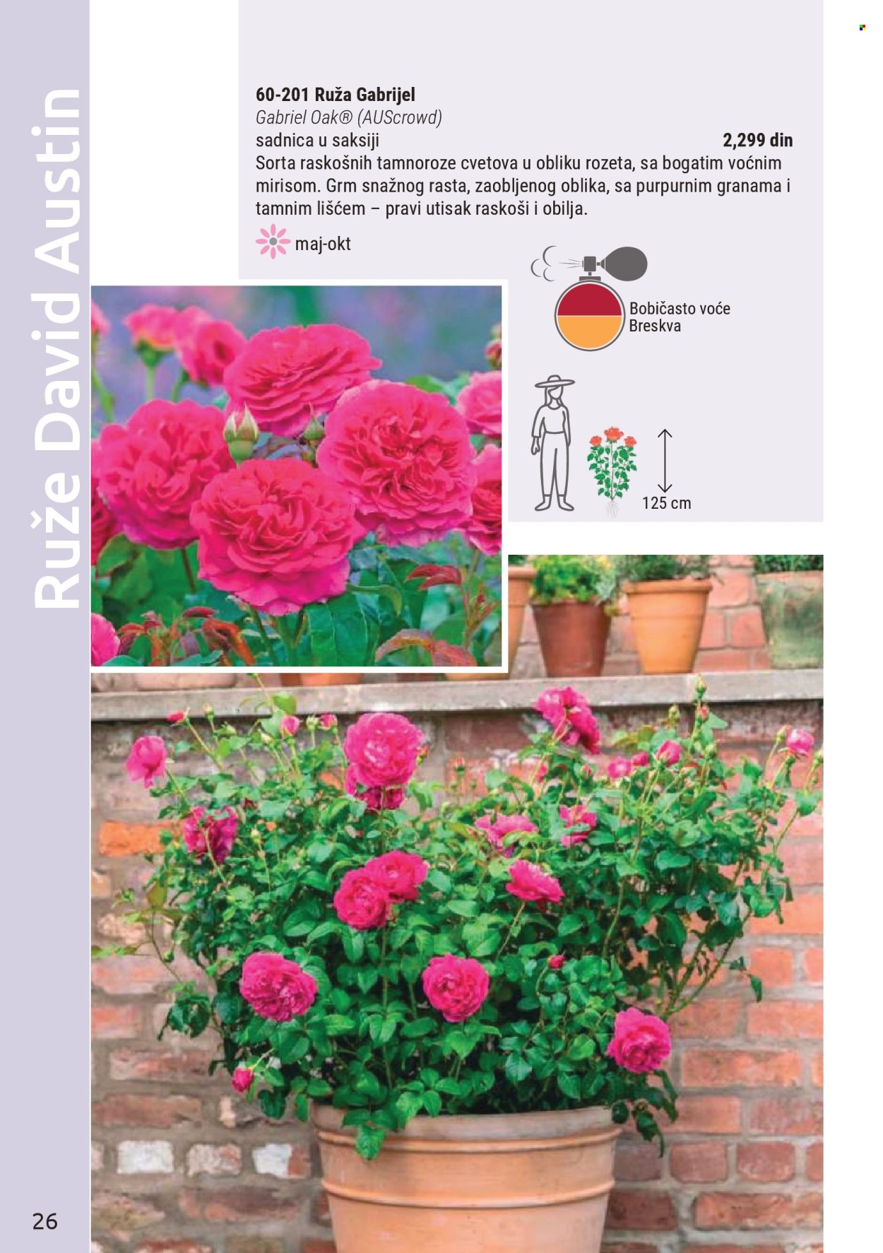 flora-ekspres - Flora Ekspres katalog novembar 2025 - page: 26