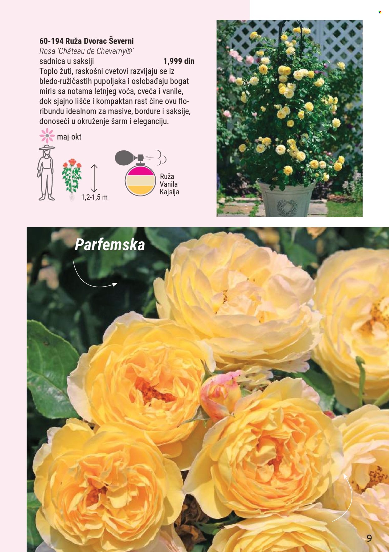 flora-ekspres - Flora Ekspres katalog novembar 2025 - page: 9