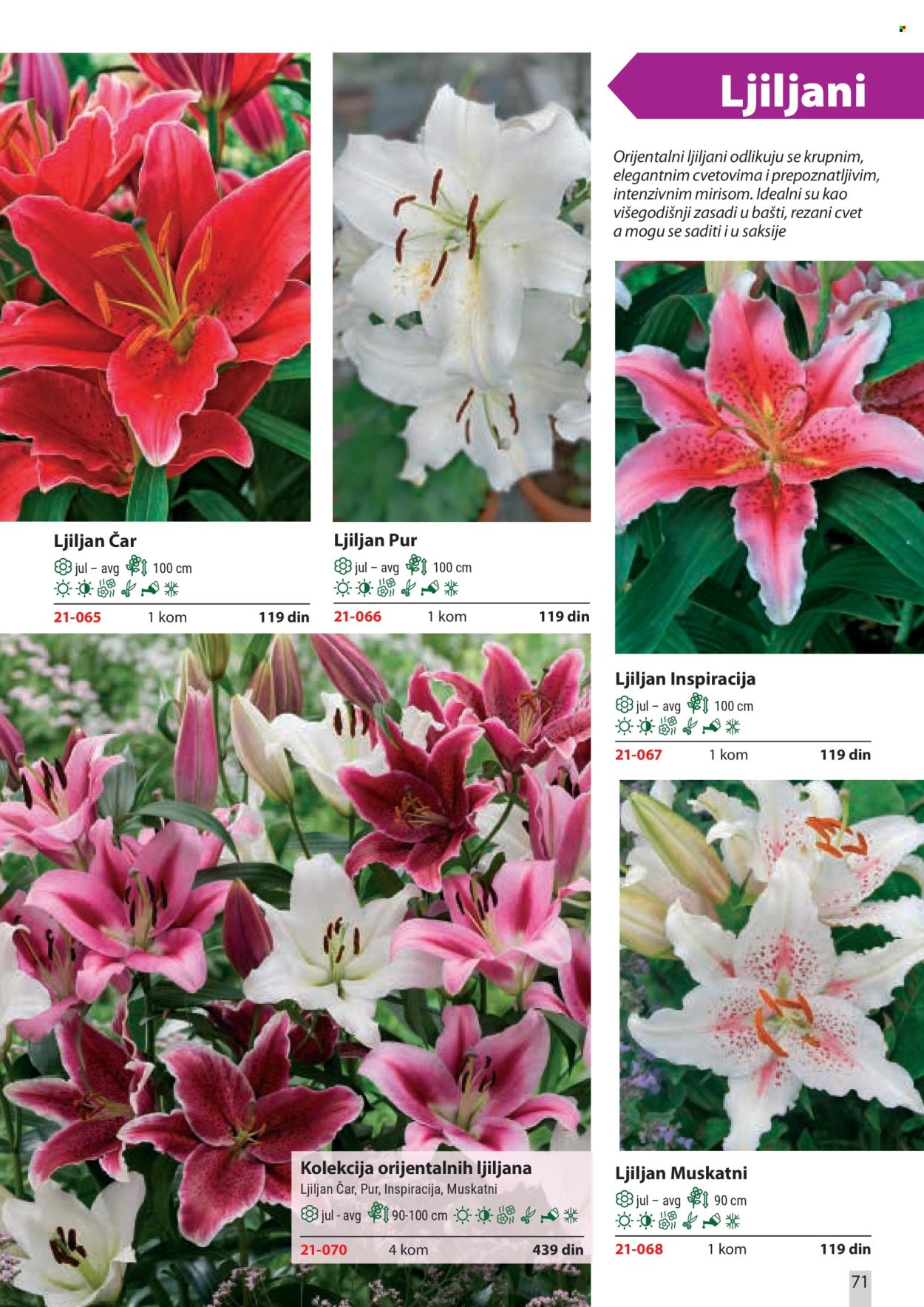 flora-ekspres - Flora Ekspres katalog februar 2026 - page: 71