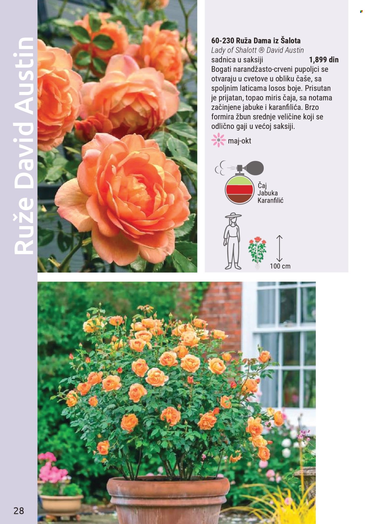 flora-ekspres - Flora Ekspres katalog mart 2026 - page: 28