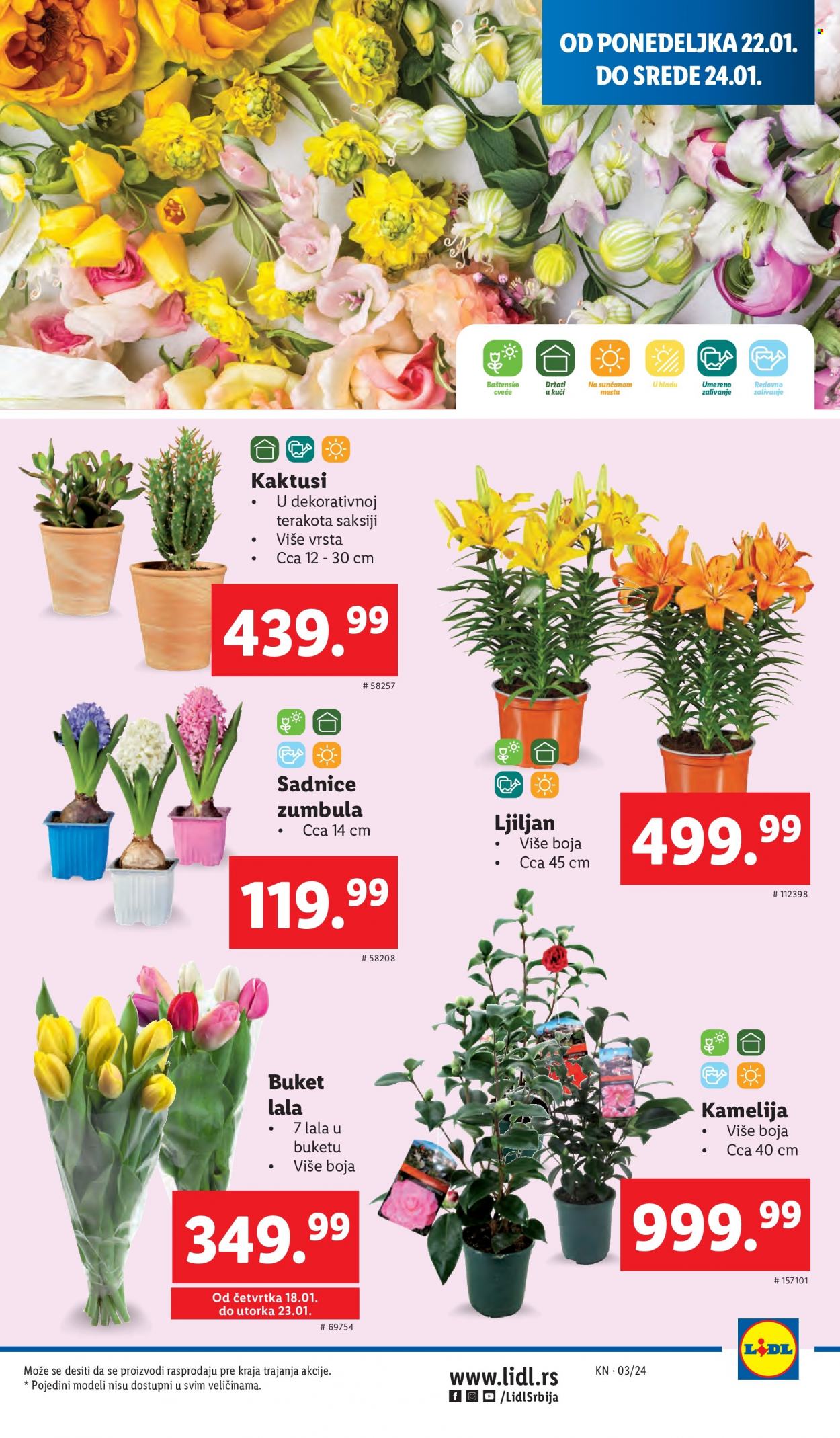 lidl - Lidl katalog - 18.01.-24.01.2024 - page: 19