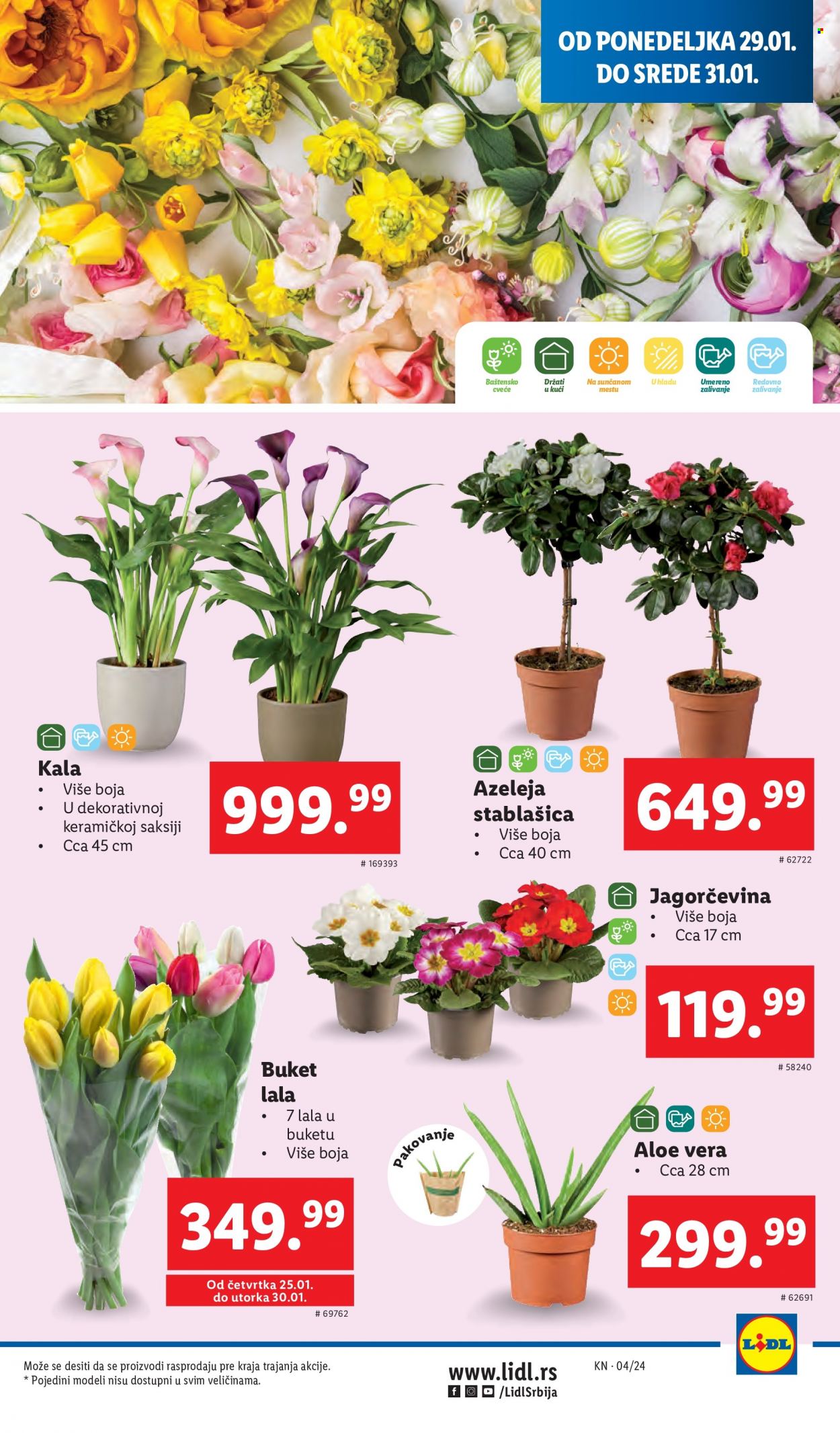 lidl - Lidl katalog - 25.01.-31.01.2024 - page: 27