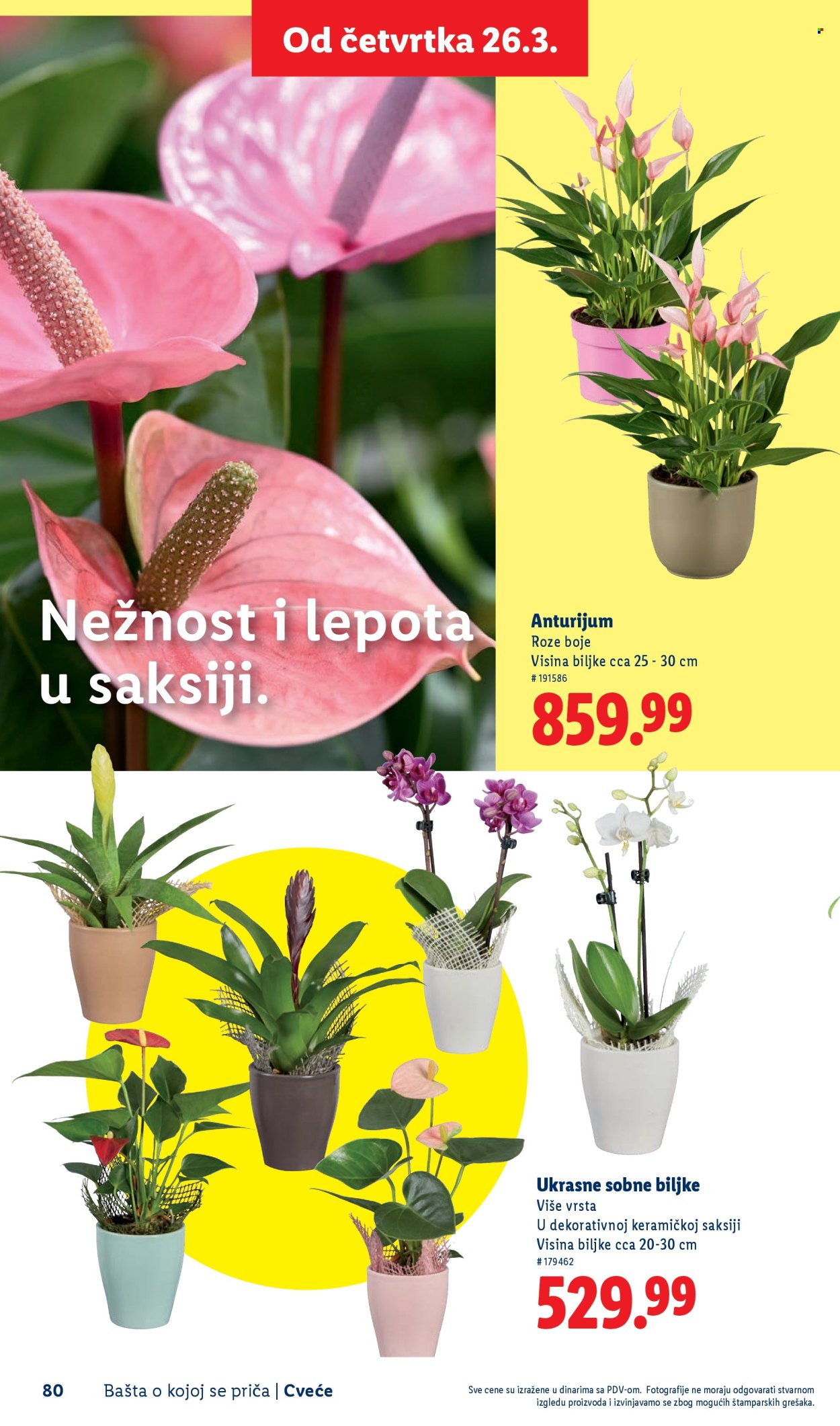 lidl - Lidl katalog mart 2026 - page: 80