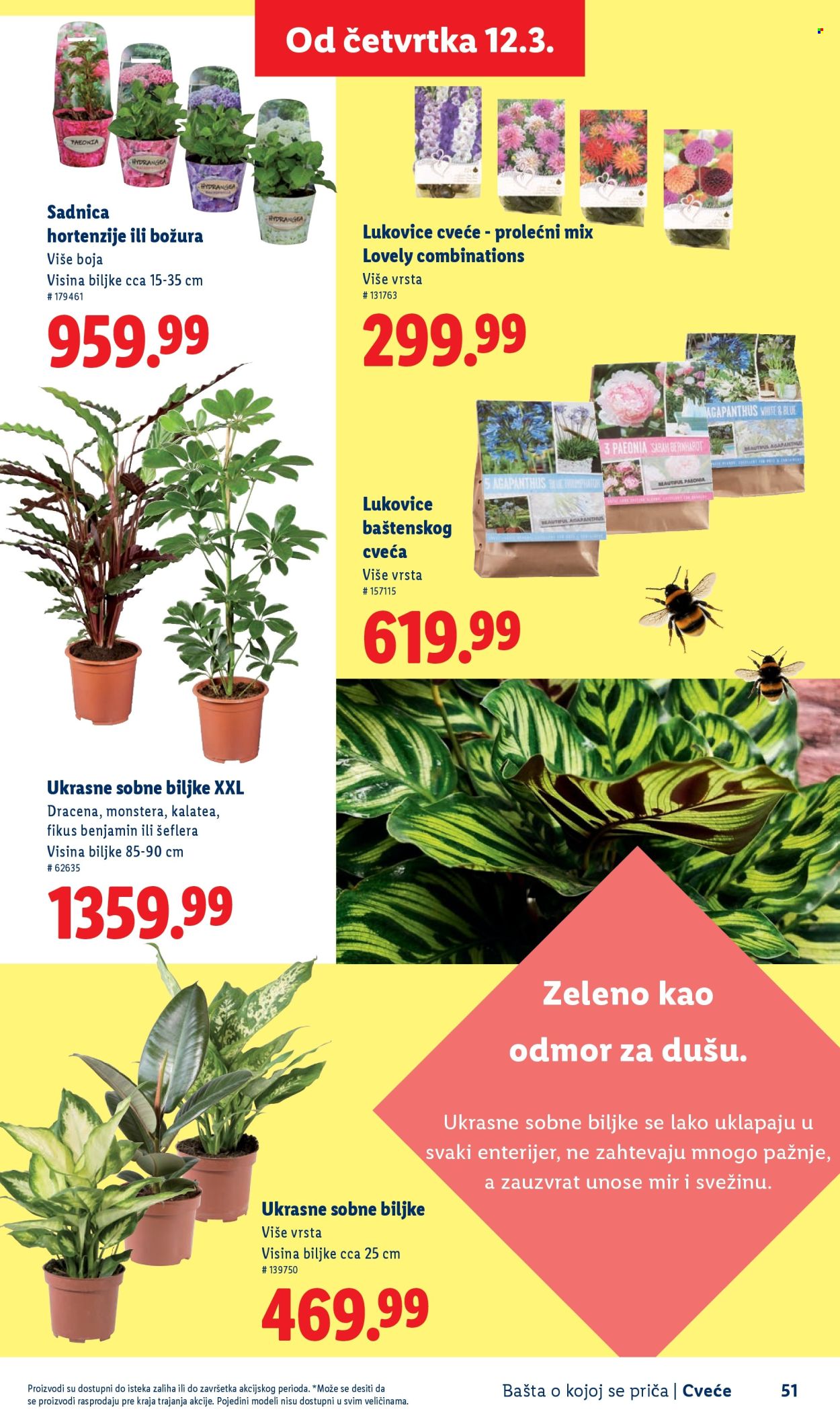 lidl - Lidl katalog mart 2026 - page: 51