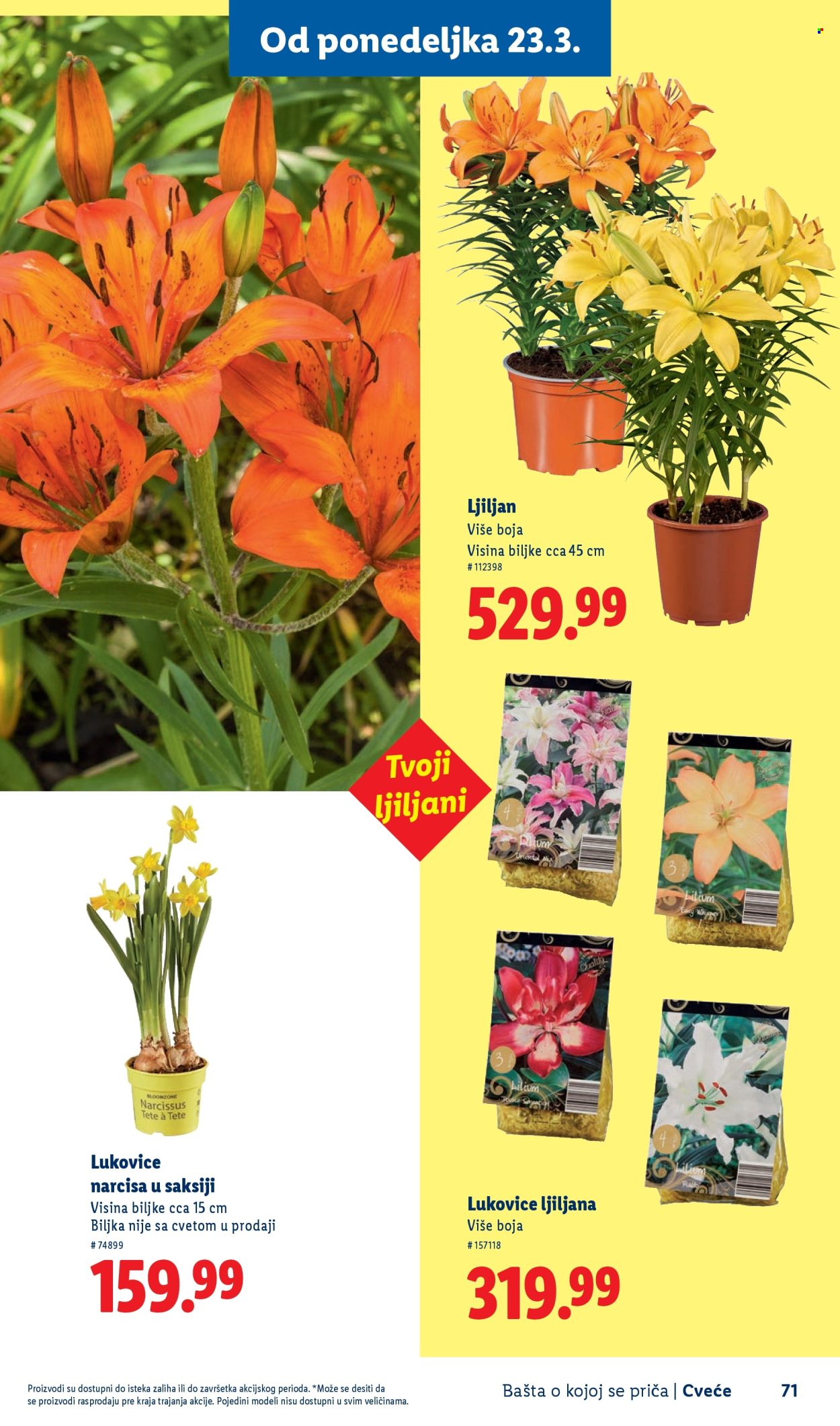 lidl - Lidl katalog mart 2026 - page: 71