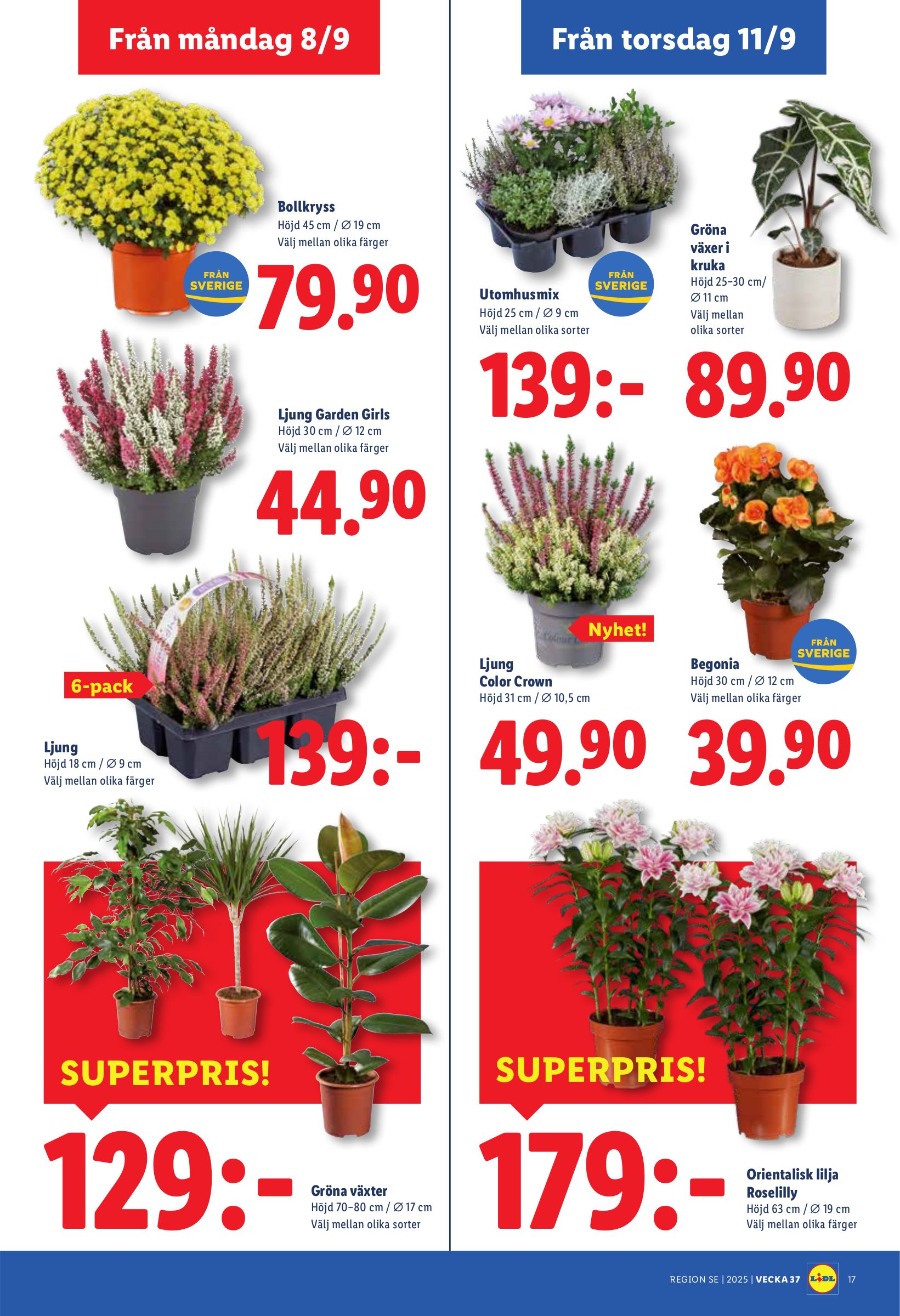 lidl - Lidl-reklambladet giltigt från 08/09 - 14/09 - page: 19