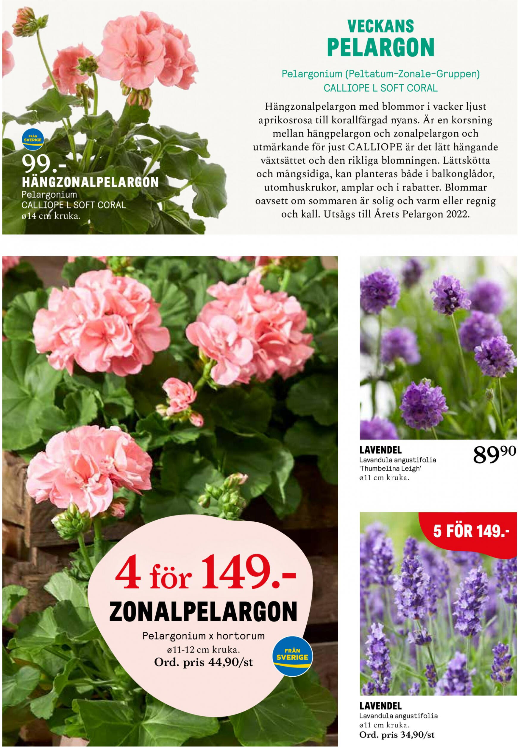 blomster-landet - Flyer Blomster Landet current 29.04. - 05.05. - page: 4