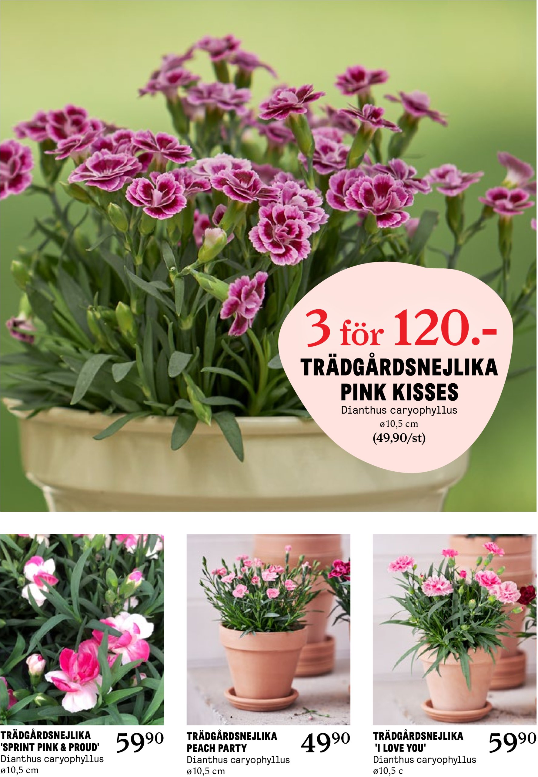 blomster-landet - Blomster Landet-reklambladet giltigt från 22/04 - 27/04 - page: 7