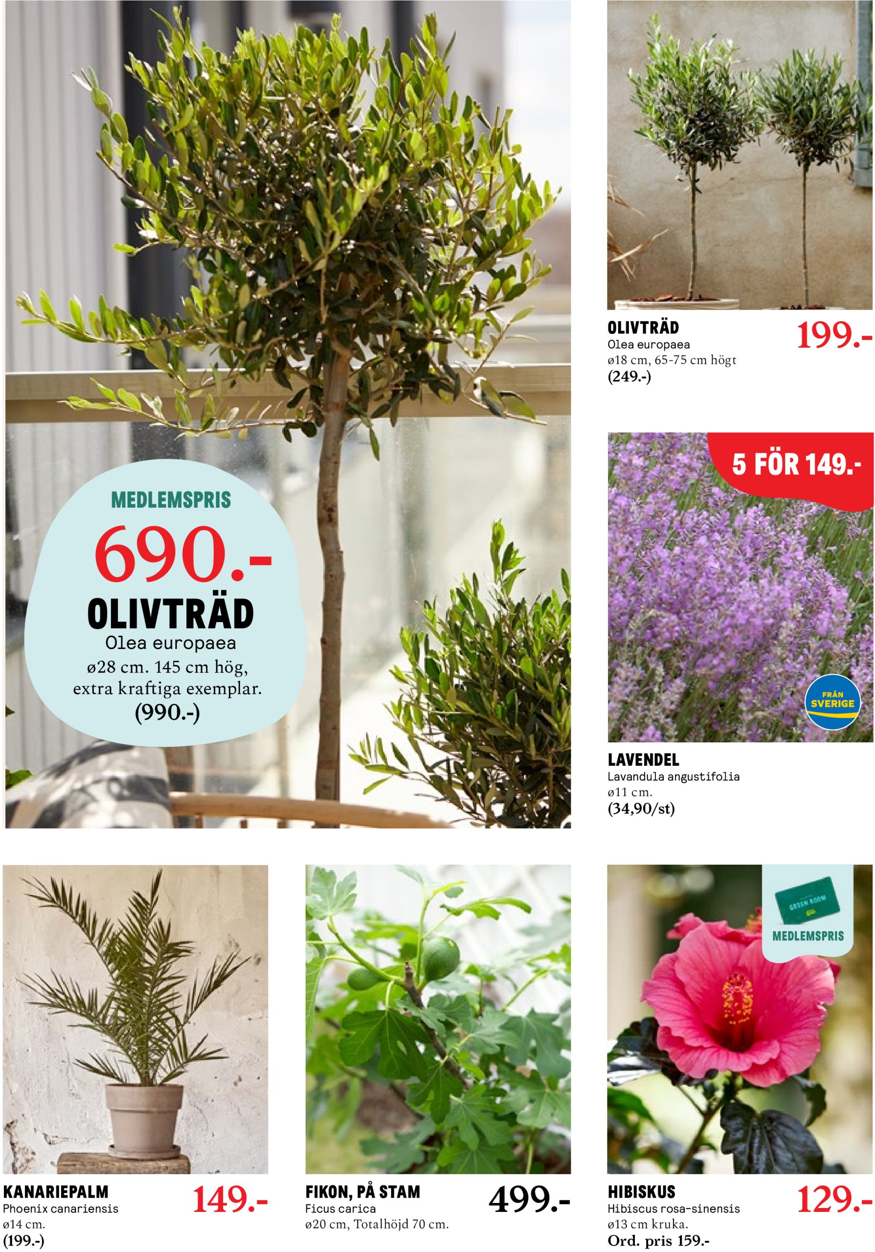 blomster-landet - Blomster Landet-reklambladet giltigt från 28/04 - 04/05 - page: 7