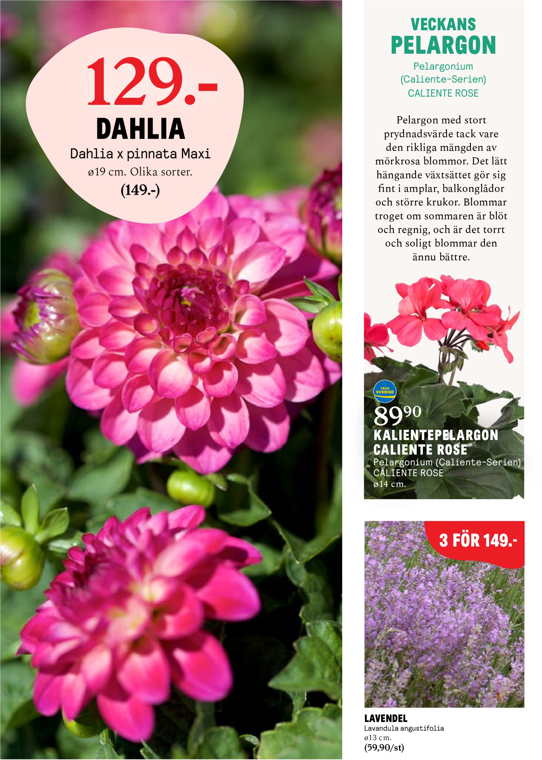 blomster-landet - Blomster Landet-reklambladet giltigt från 05/05 - 11/05 - page: 3